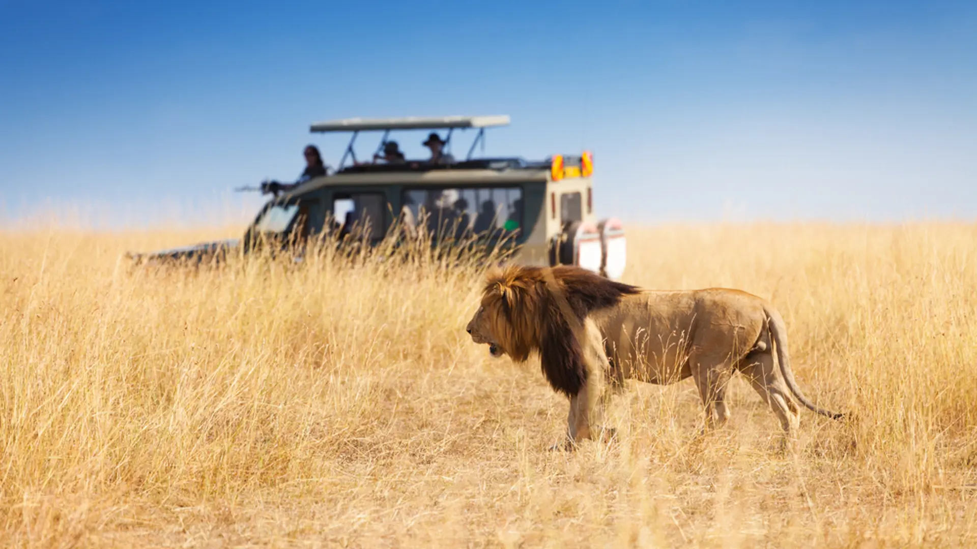 Serengeti Løve