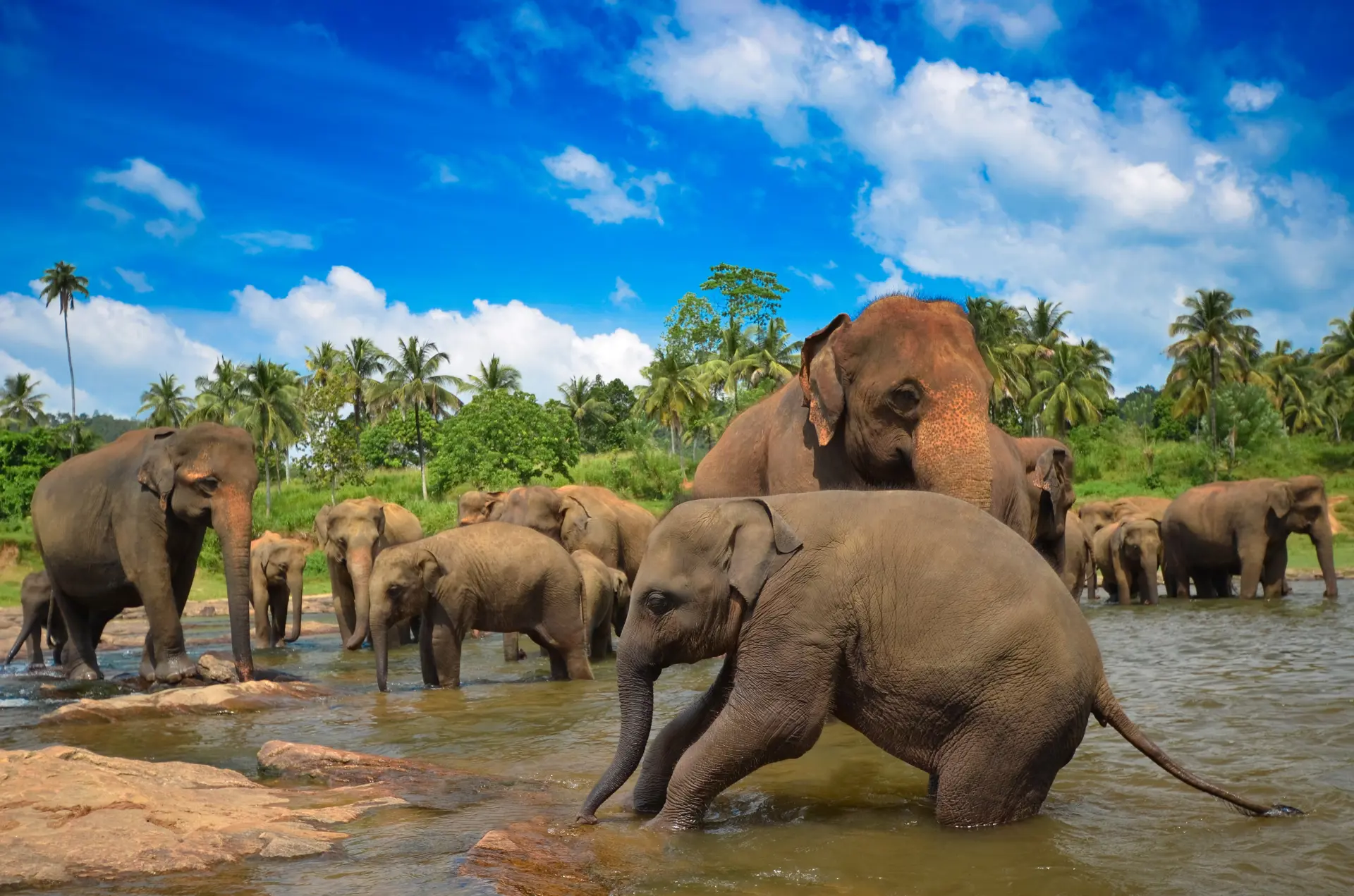 NATUR - over det meste af Sri Lanka vil det være muligt at opleve den asiatiske elefant, Check Point Travel