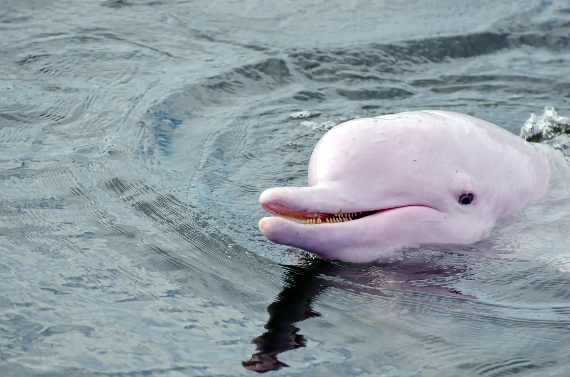 LYSERØDE DELFINER - Farvandet ud for Khanom er et af de få steder i verden, hvor man kan opleve lyserøde delfiner. Bestil turen i receptionen, Check Point Travel