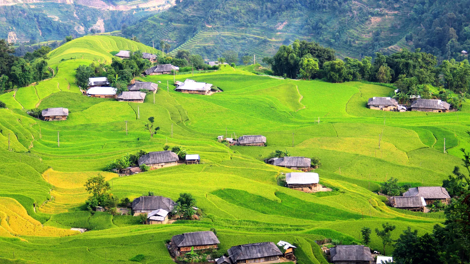 Mu Cang Chai - Vietnam Growing rice on terraced fields in Hoang Su Phi - Ha Giang - Vietnam (1).jpg