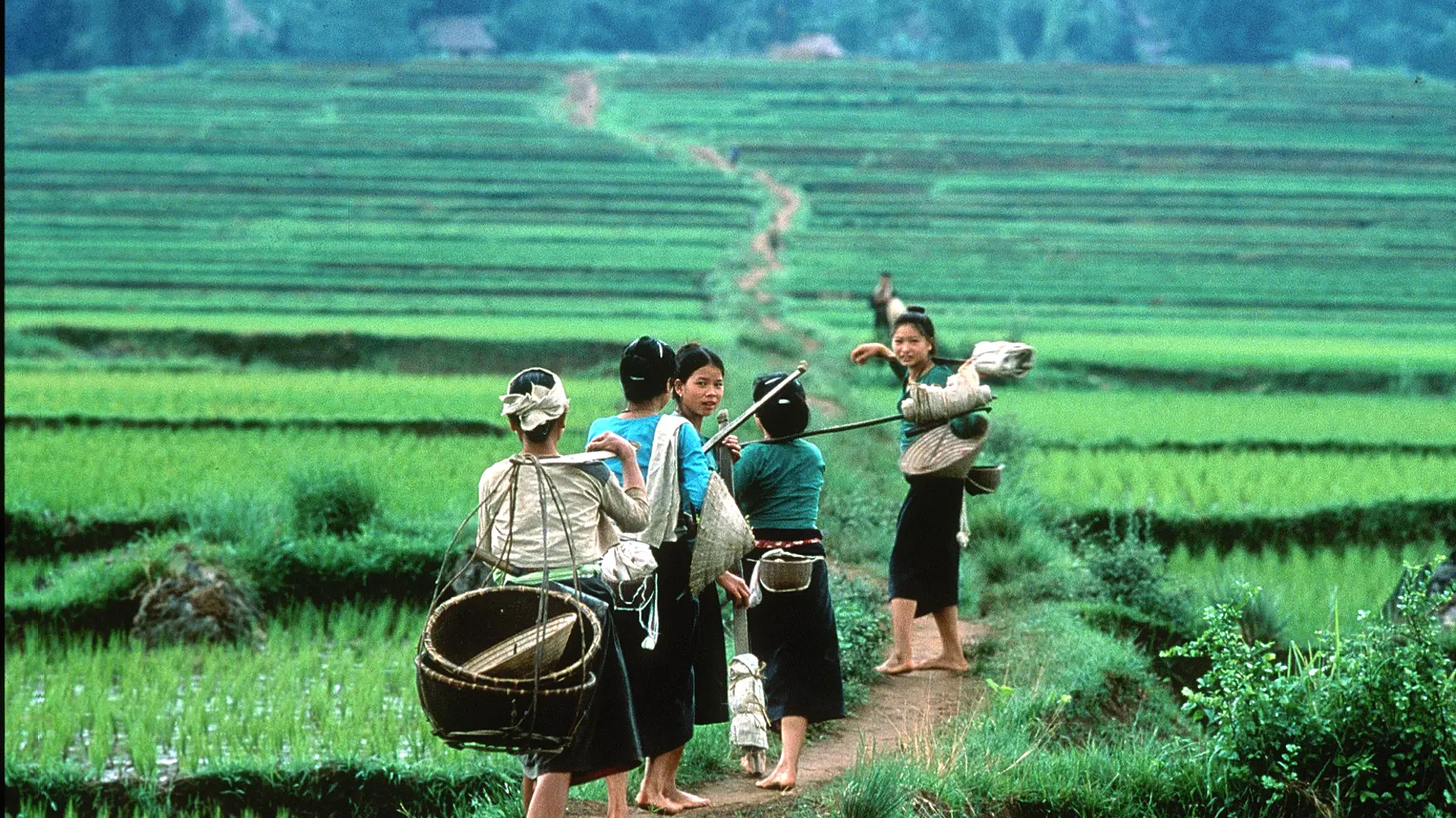 FYRAFTEN - En flok piger i Mai Chau-dalen er på vej hjem efter dagens arbejde i markerne, Check Point Travel