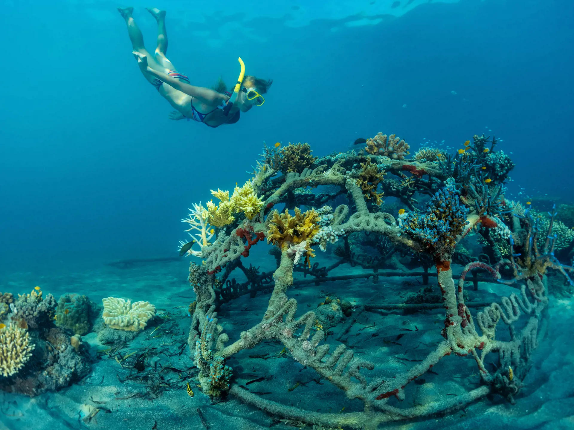 HJÆLP TIL KORALLER - Der bliver gjort meget for at bevare og hjælpe korallerne i området. Her en jernstruktur, som babykoraller kan vokse på.