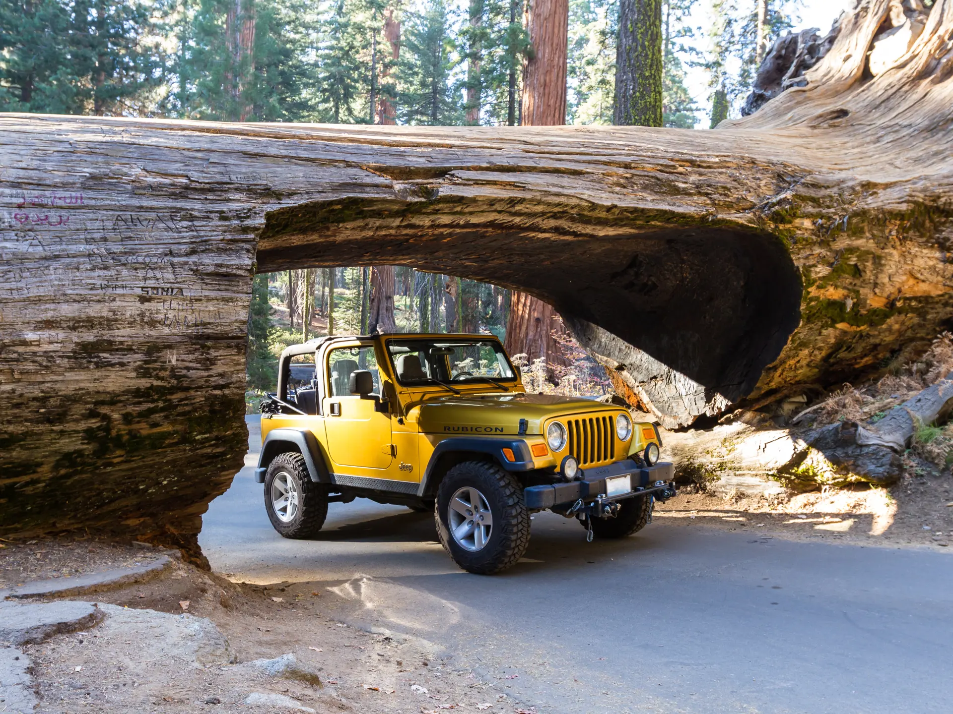 Bil gennem Tunnel Log i Sequoia NP - shutterstock_544562563.jpg