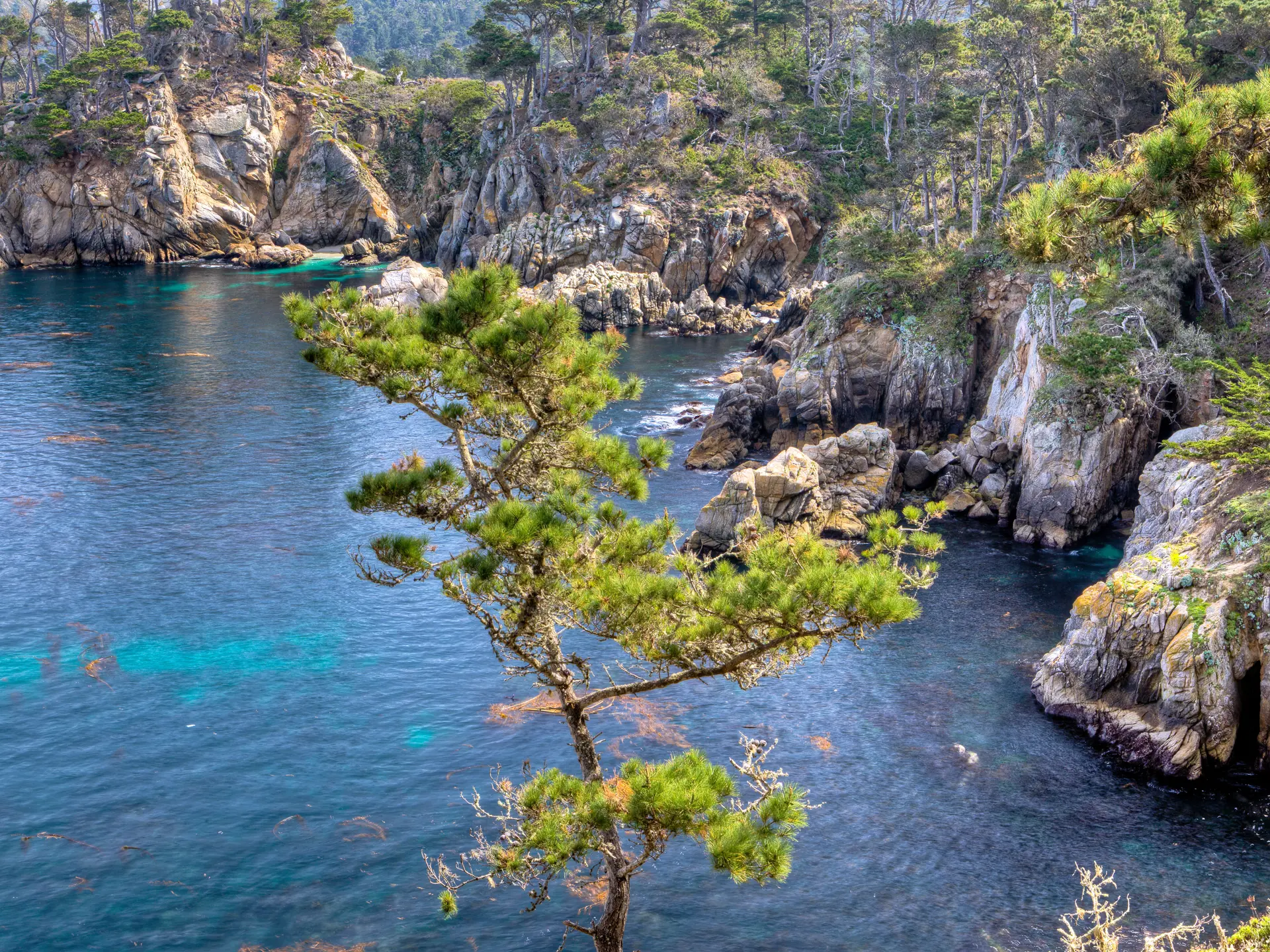 Point Lobos State Natural Reserve i Californien - shutterstock_132426236.jpg