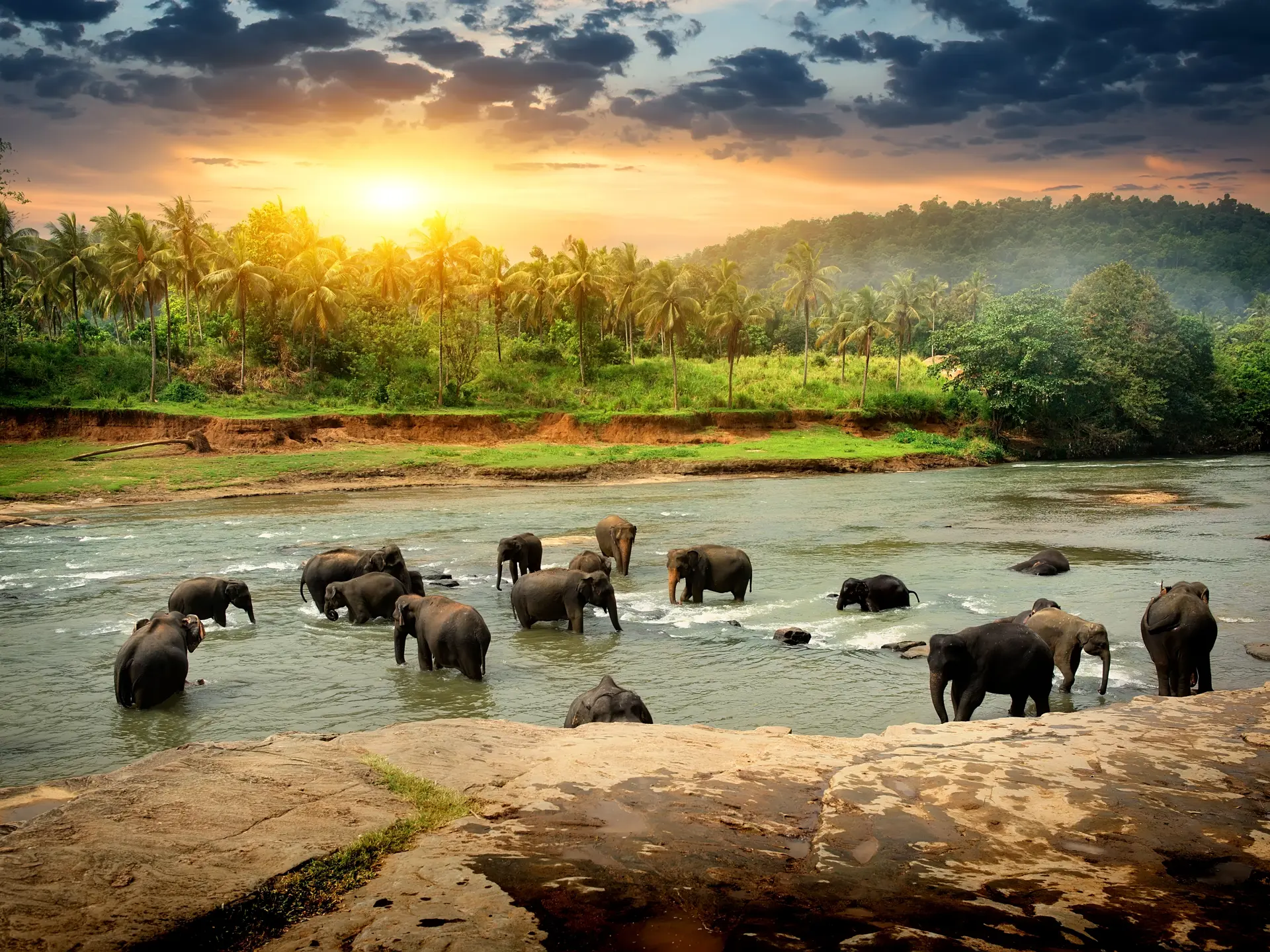 Elefanter Sri Lanka (2).jpg