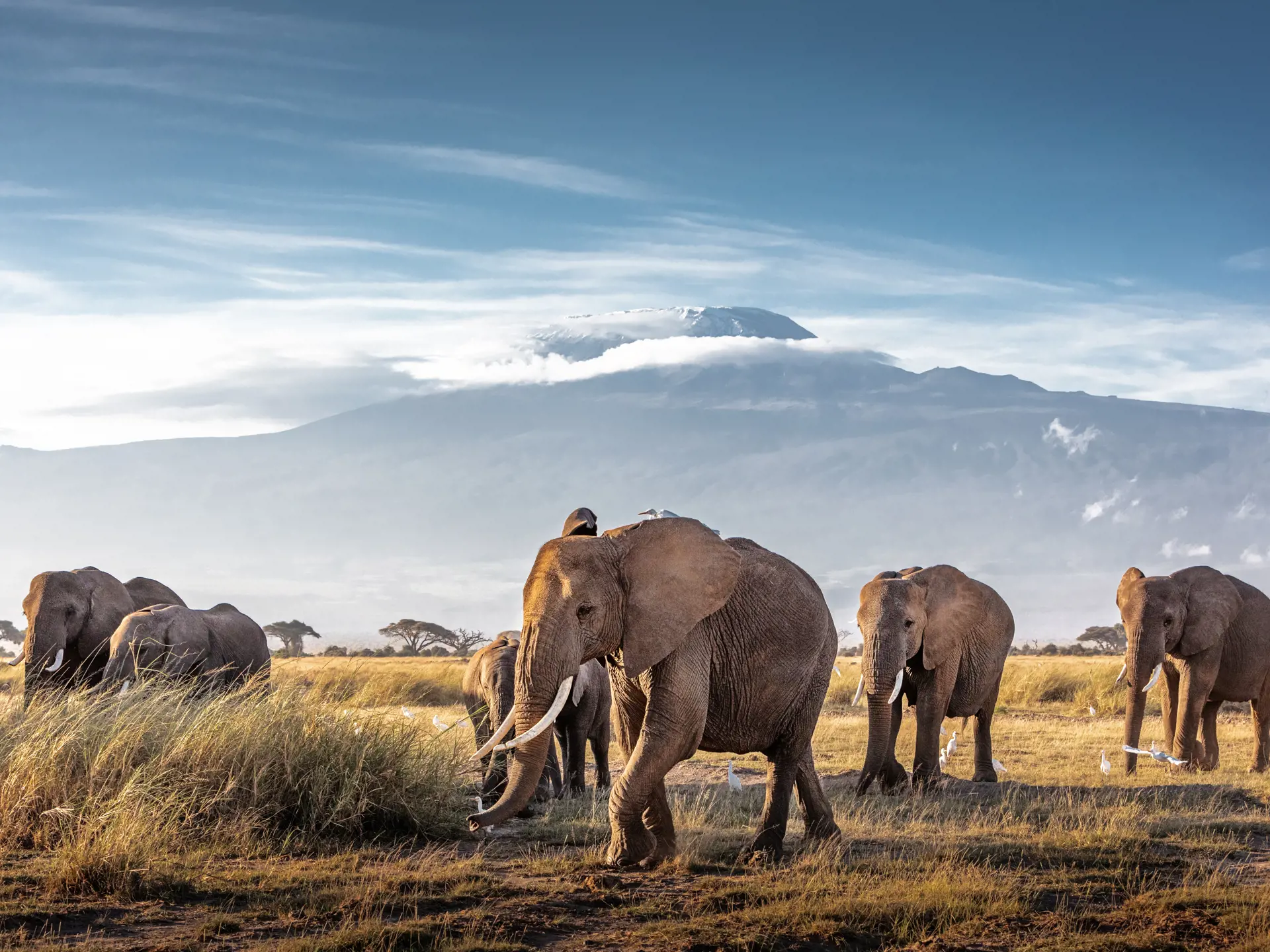 Amboseli Elefanter 4