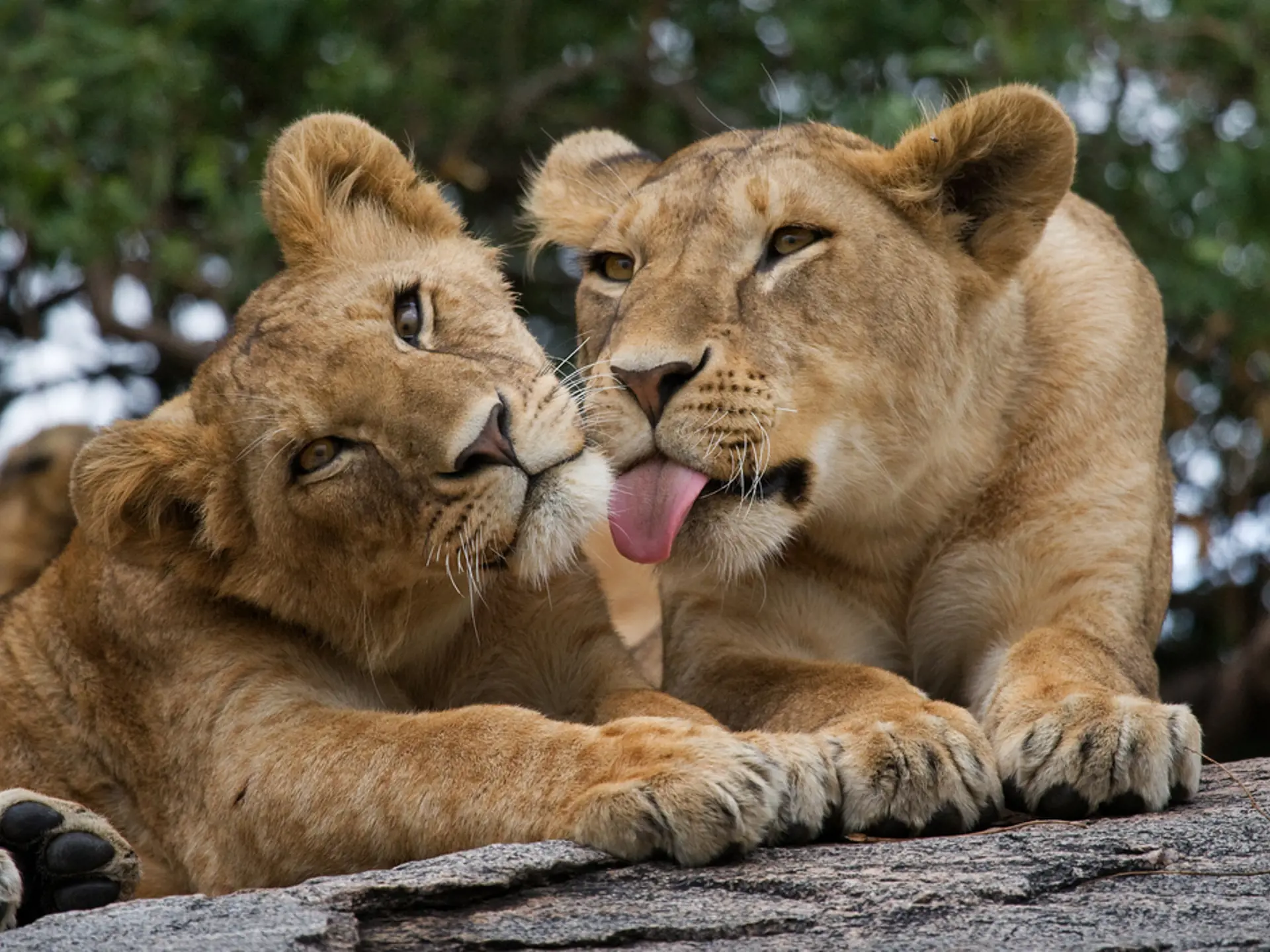 Oplev det spændende dyreliv på fantastisk safari i Kenya