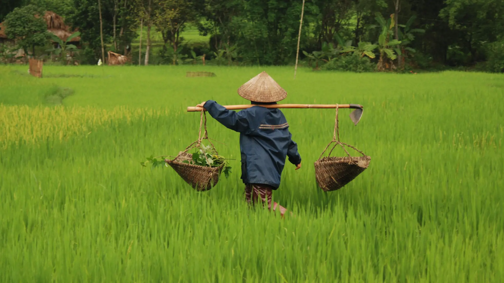 LANDLIV - I det nordlige Vietnam og i Mai Chau kan I bo på landet. Helt ude mellem bøndernes marker. Cykel- og vandreture giver indblik i deres liv og dagligdag, Check Point Travel