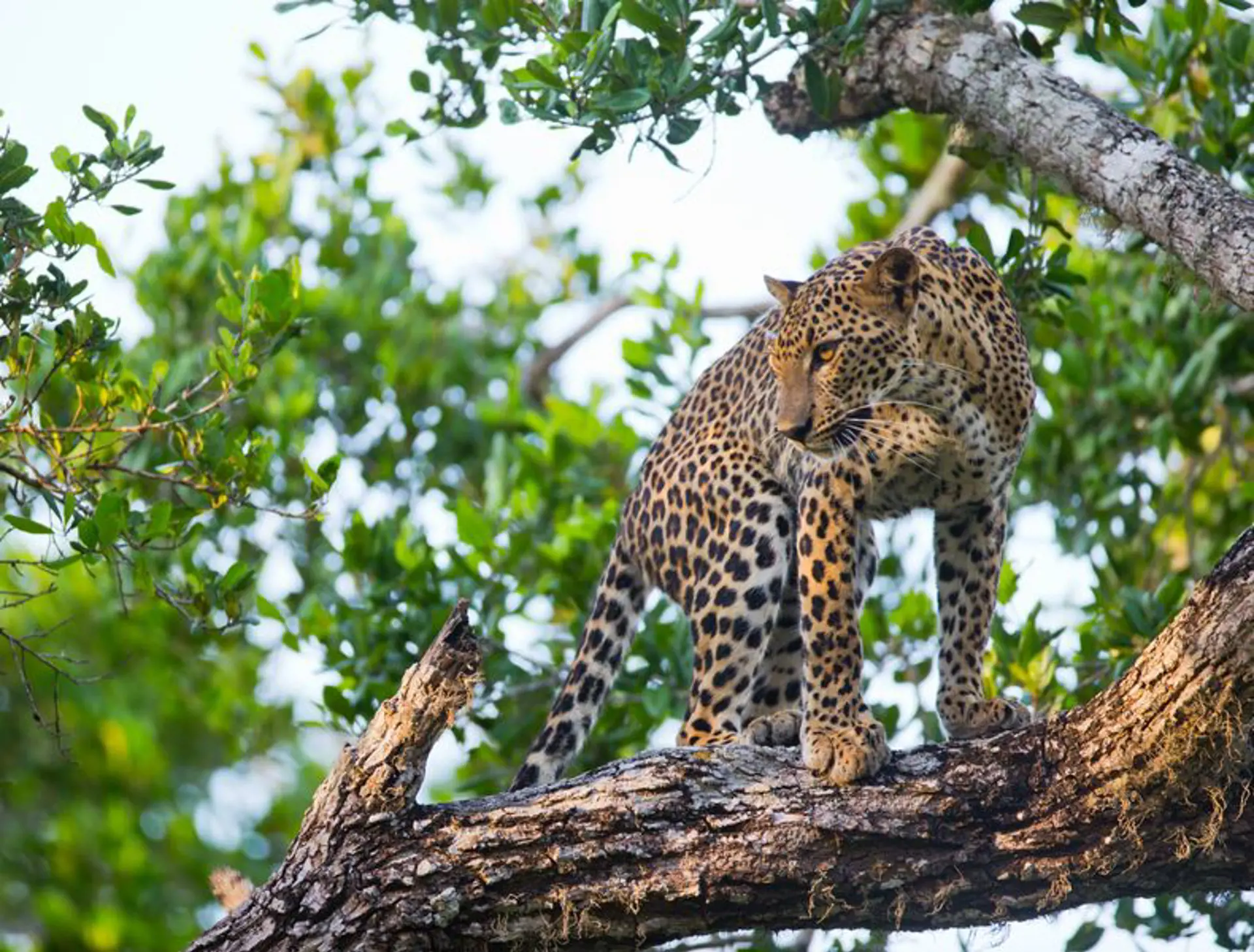 YALA - denne nationalpark er et af de bedste steder i Verden at observere den sky leopard, Check Point Travel