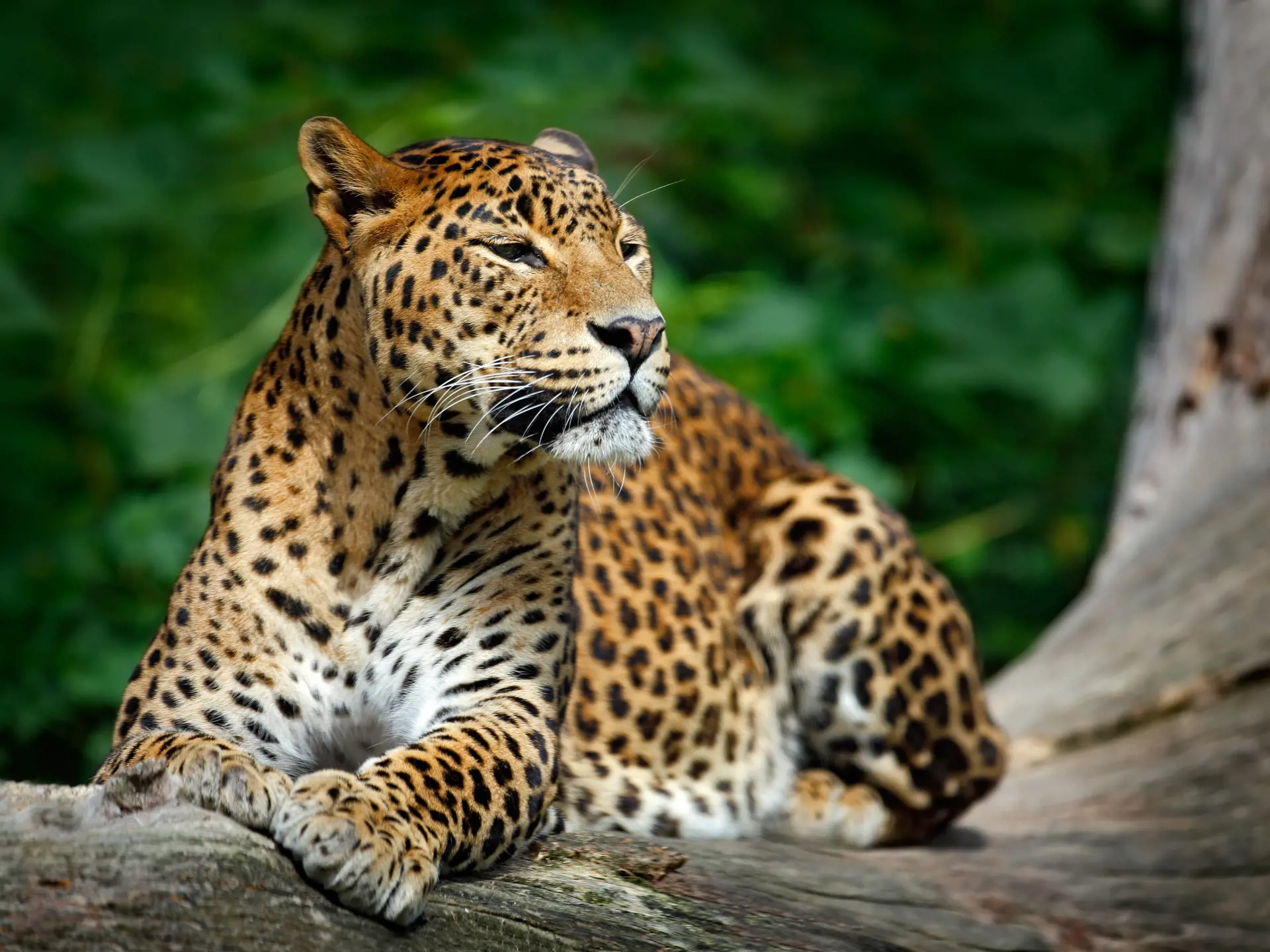 SAFARI - I Yala National Park kan I komme på jeepsafari og - måske - se leoparder.