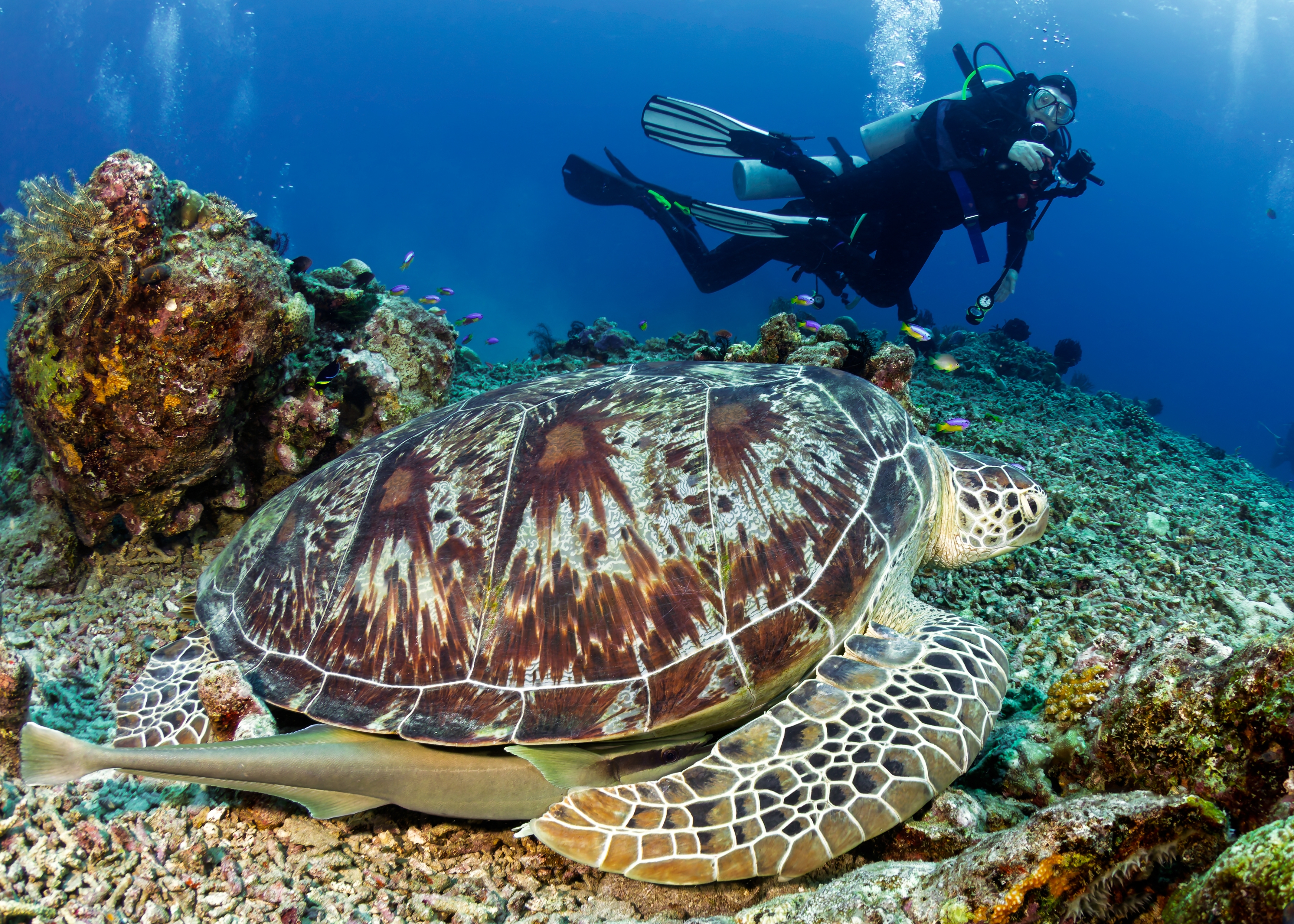 Dykning Ved Gili Øerne Shutterstock 2759860787