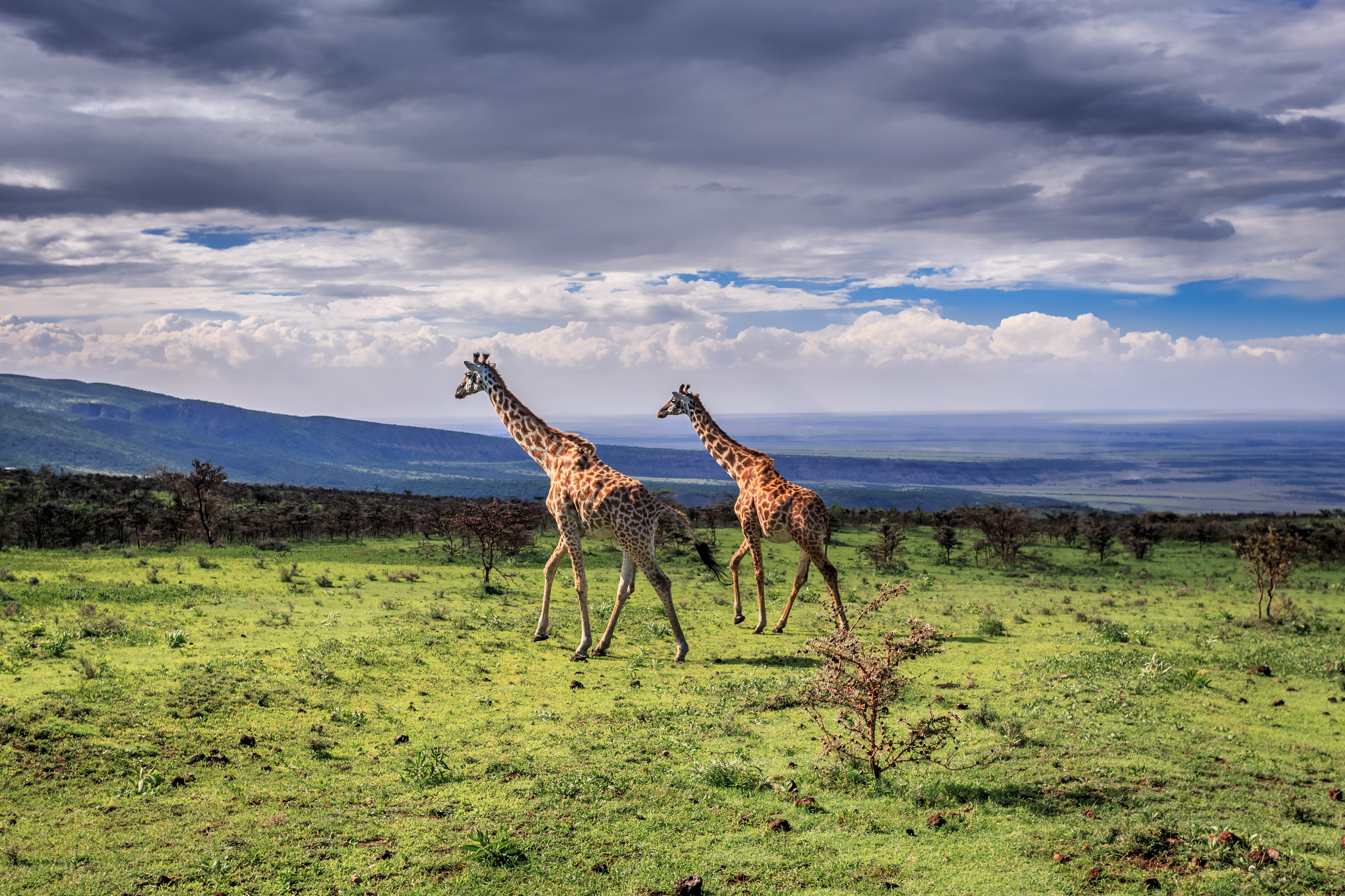 shutterstock_181452677 A pair of large Masai Giraffes cross the savanna. Serengeti National Park, Tanzania.jpg