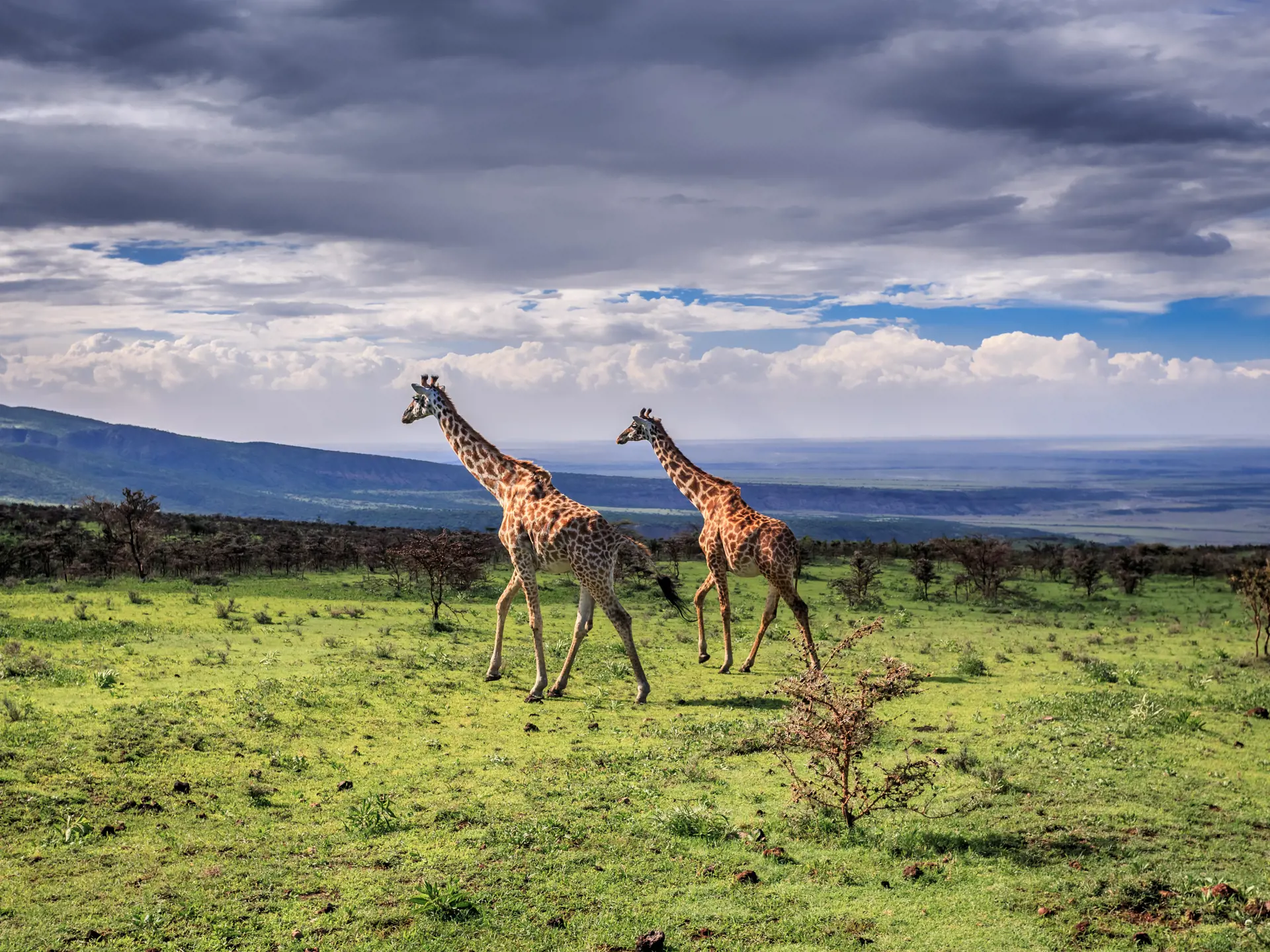 shutterstock_181452677 A pair of large Masai Giraffes cross the savanna. Serengeti National Park, Tanzania.jpg