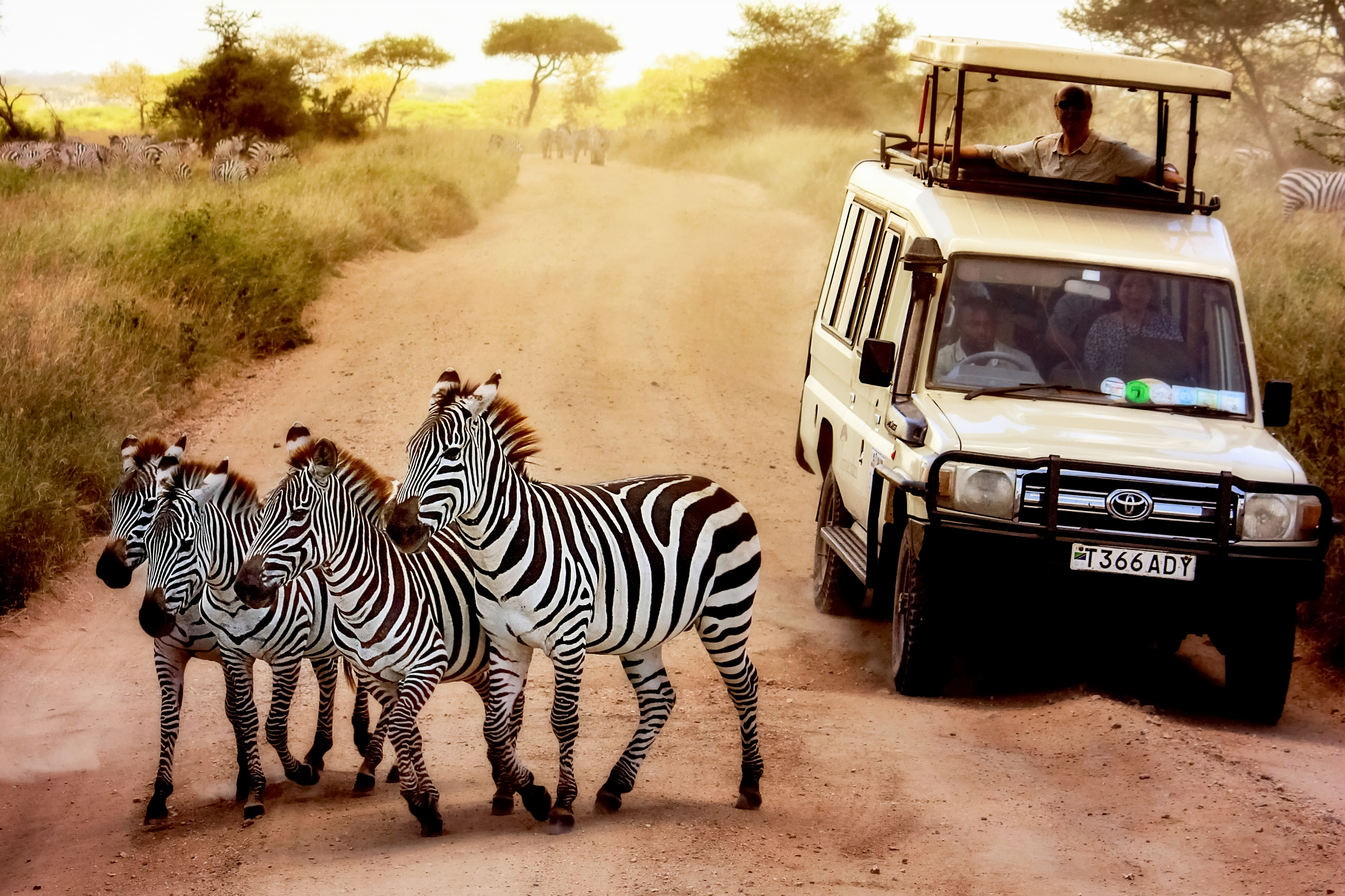 Dyreoplevelserne står i kø i Serengeti National Park, Check Point Travel