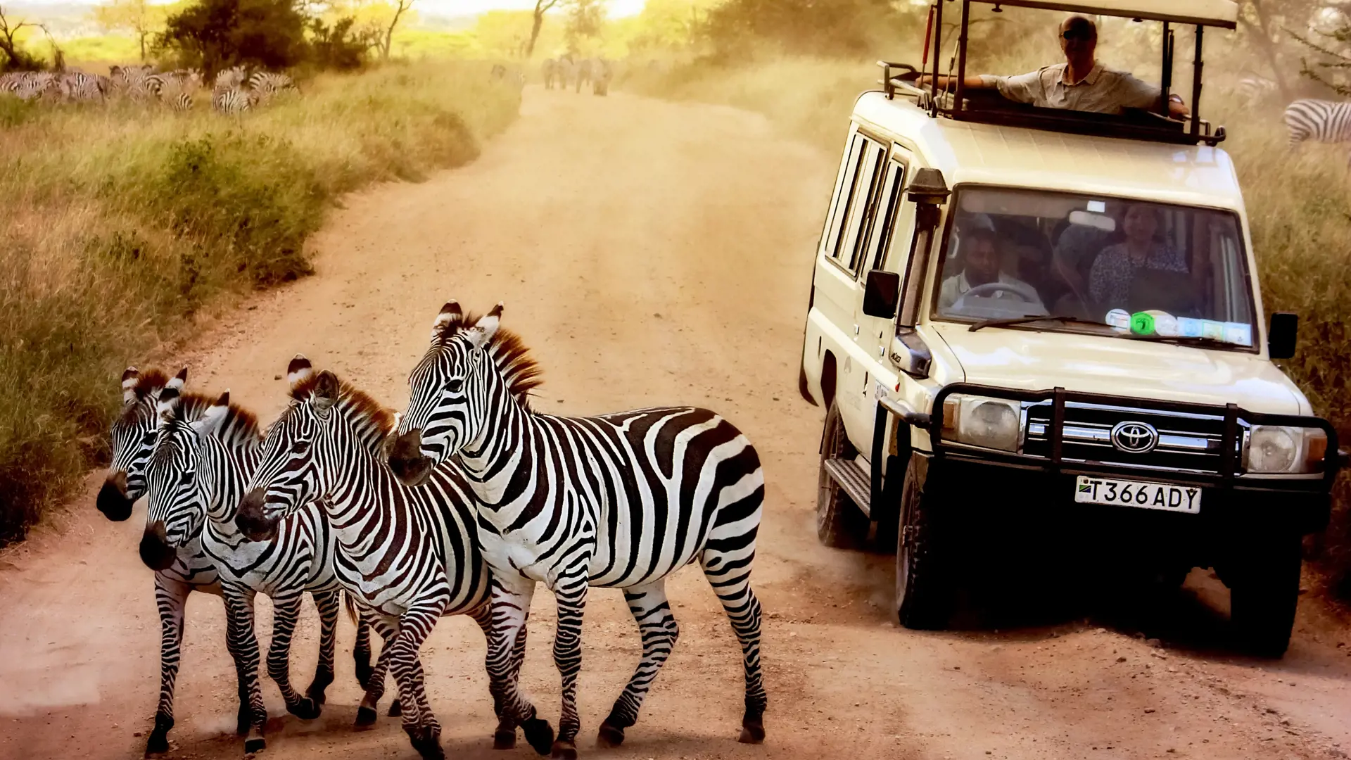 Dyreoplevelserne står i kø i Serengeti National Park, Check Point Travel