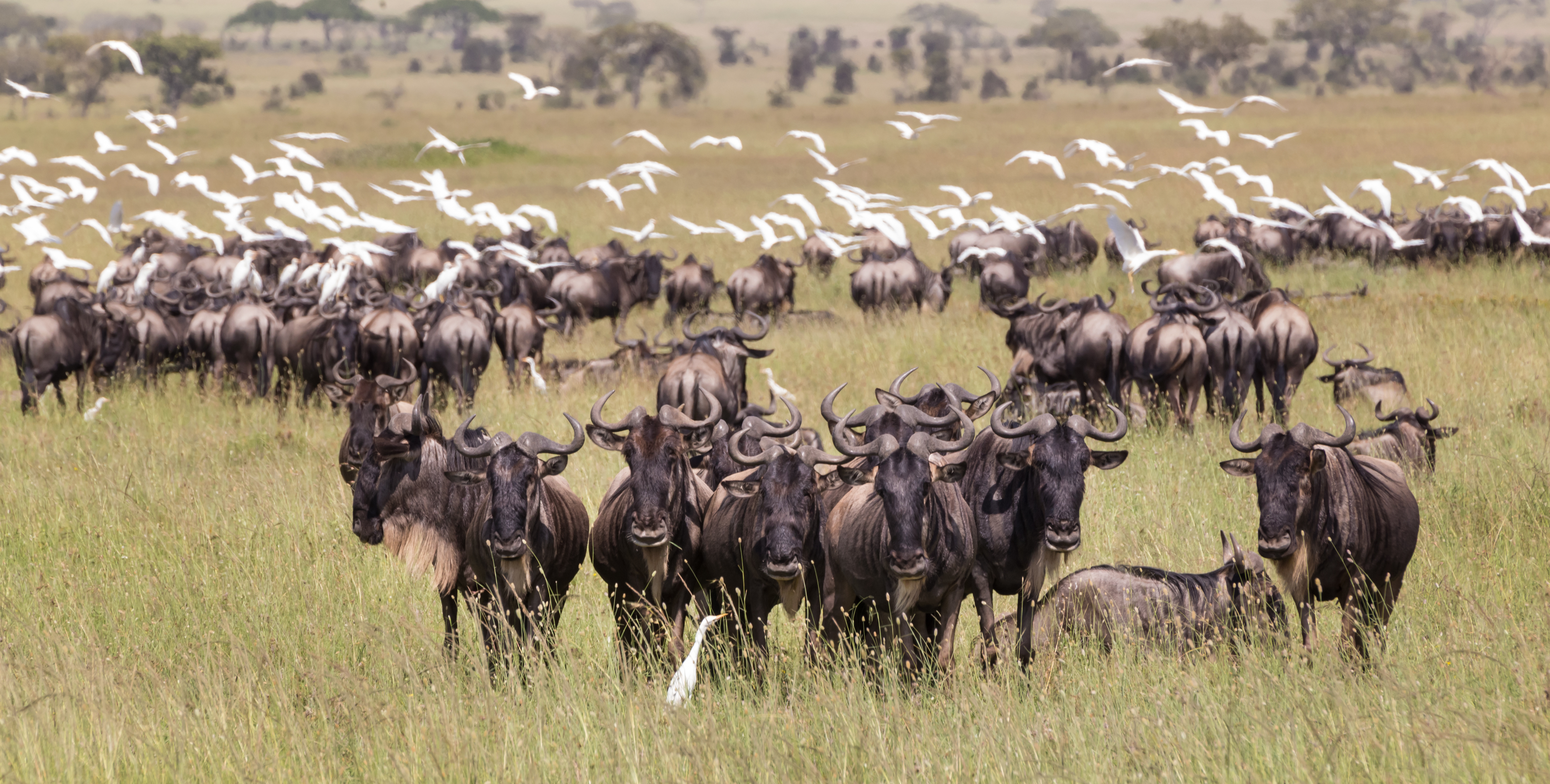 shutterstock_682728133 Connochaetes. Big herd of Wildebeests grazing in Serengeti National Park in Tanzania, East Africa..jpg
