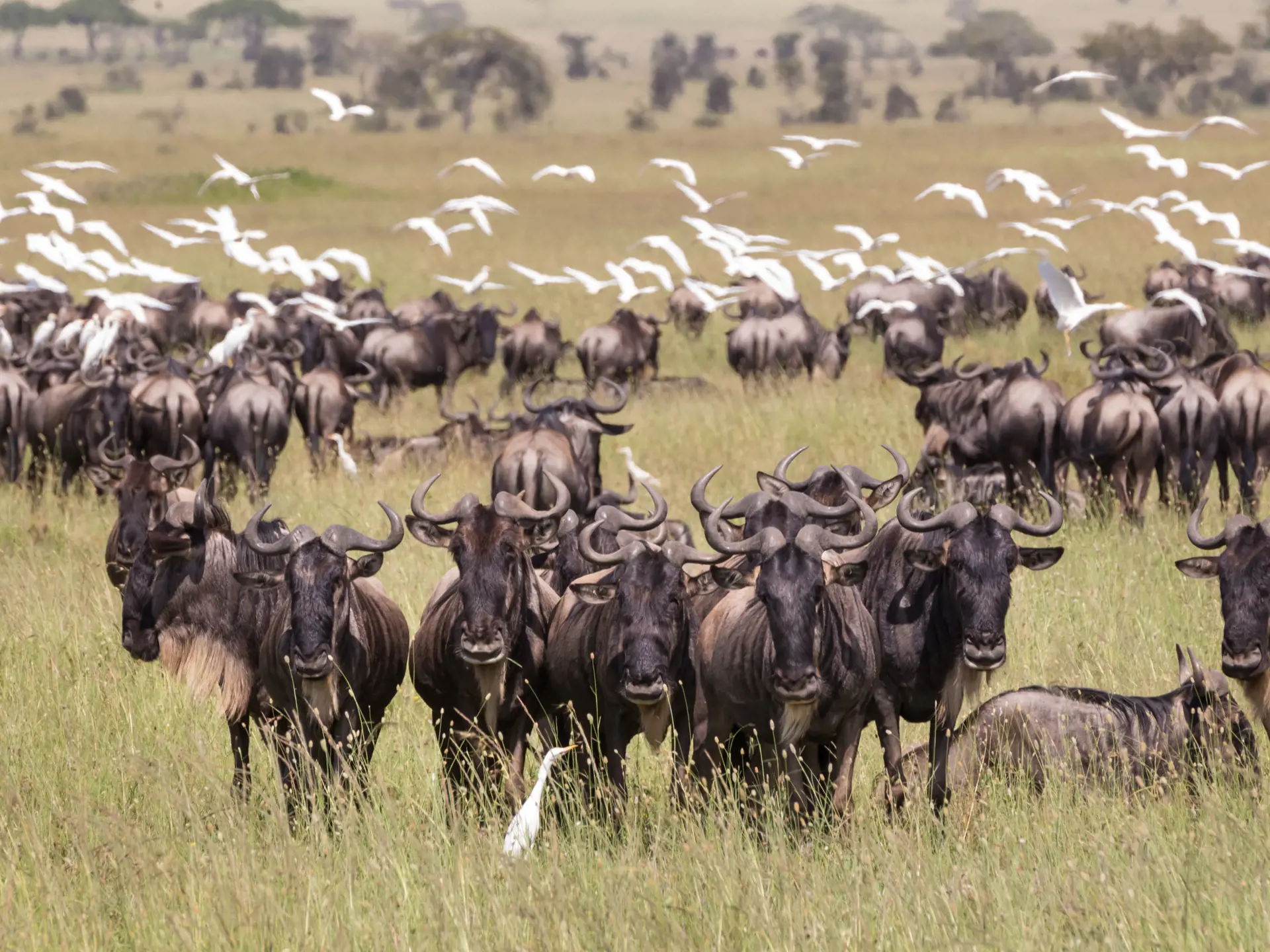 shutterstock_682728133 Connochaetes. Big herd of Wildebeests grazing in Serengeti National Park in Tanzania, East Africa..jpg