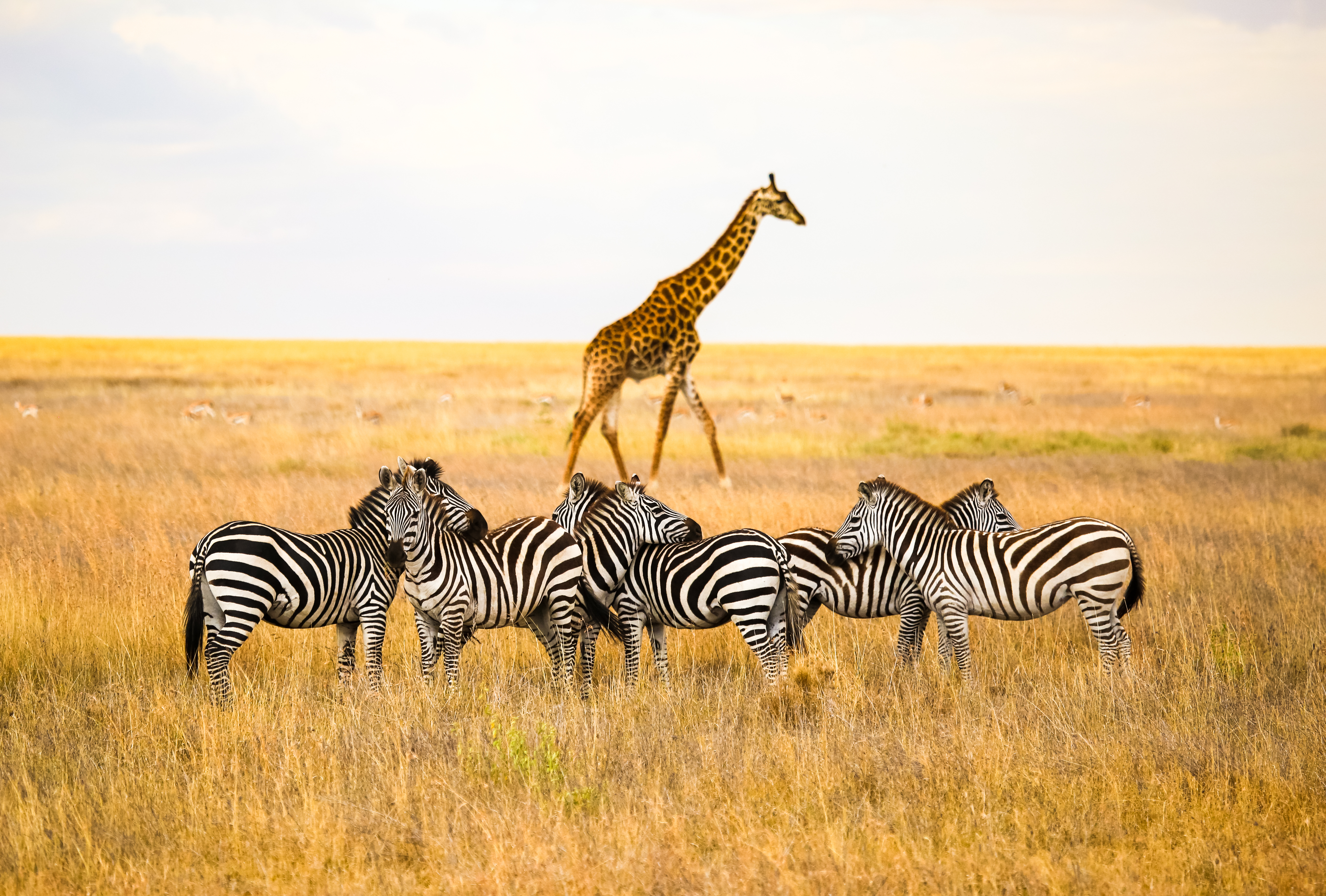 shutterstock_762734845 Zebras and a giraffe all together in Serengeti National Park, Tanzania.jpg