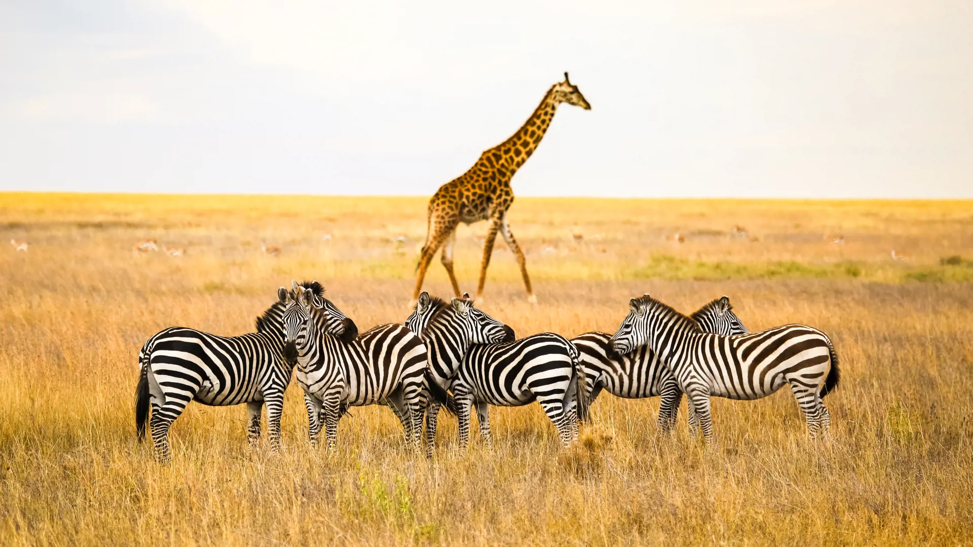 shutterstock_762734845 Zebras and a giraffe all together in Serengeti National Park, Tanzania.jpg