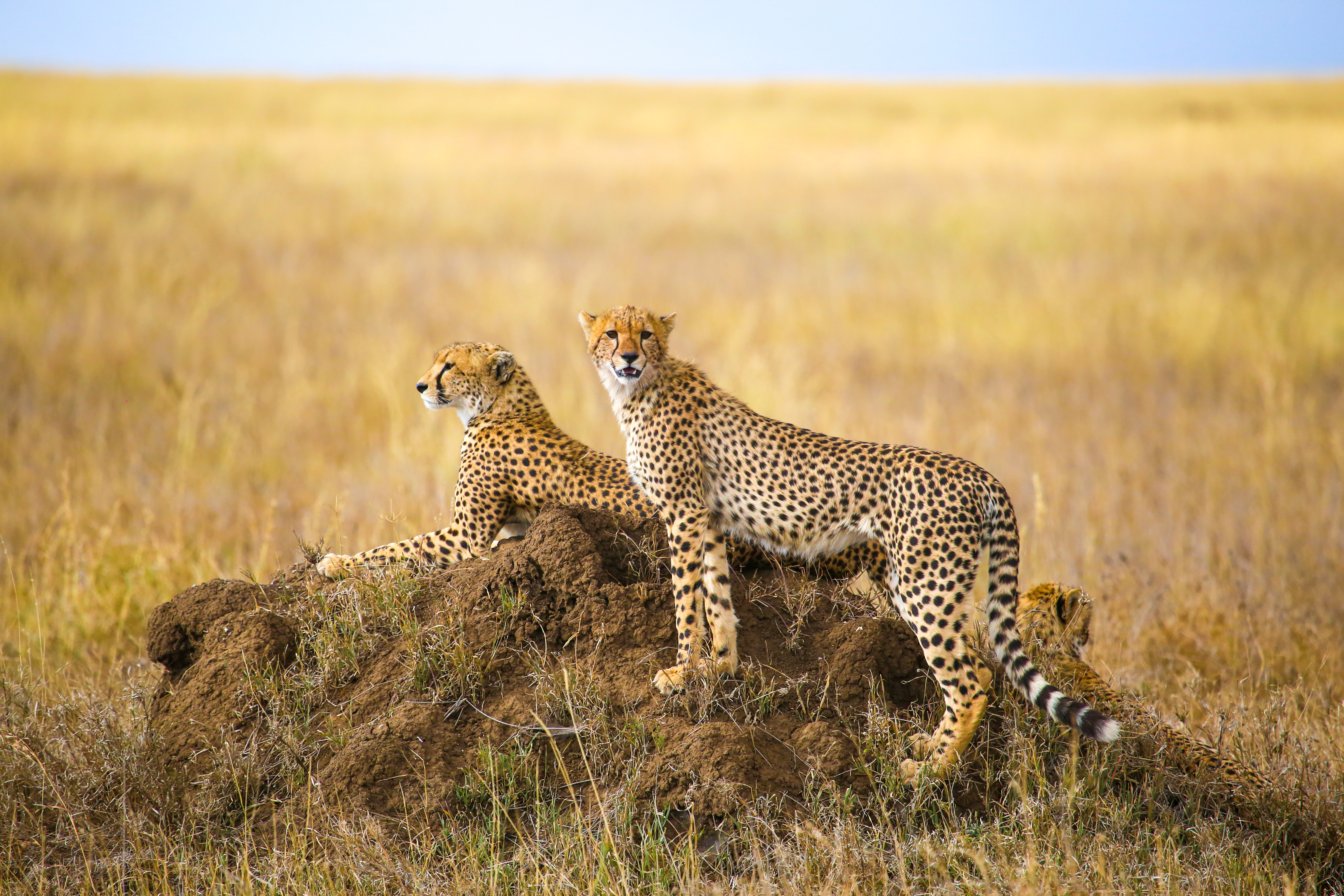 shutterstock_766389052 Cheetahs resting on the rock in Serengeti National Park, Tanzania.jpg