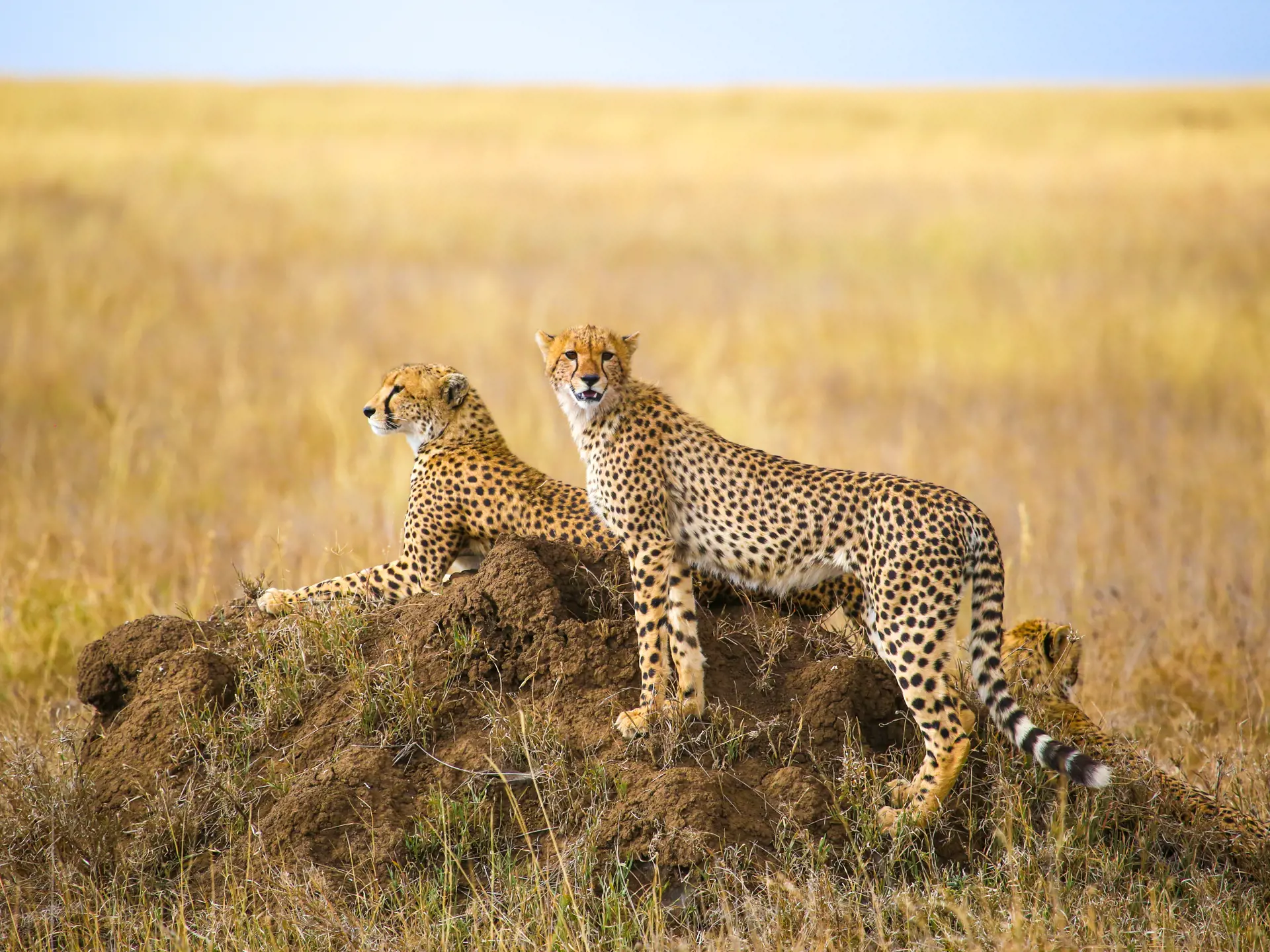 shutterstock_766389052 Cheetahs resting on the rock in Serengeti National Park, Tanzania.jpg