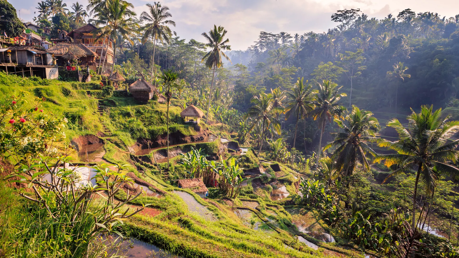 shutterstock_316997570  rice fields in the jungle and the mountain near Ubud in Bali.jpg