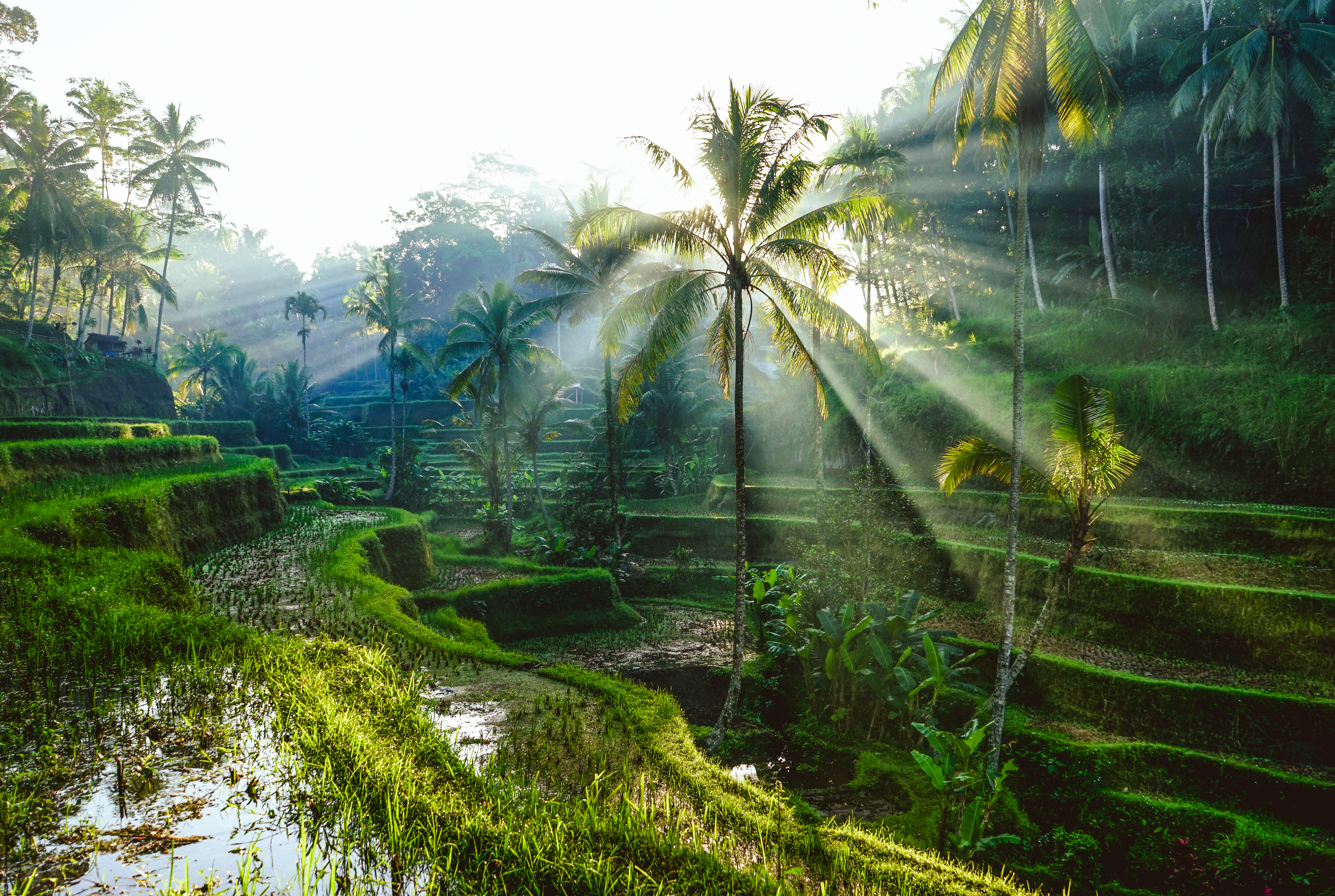 shutterstock_746605723 Bali Rice Terraces.jpg