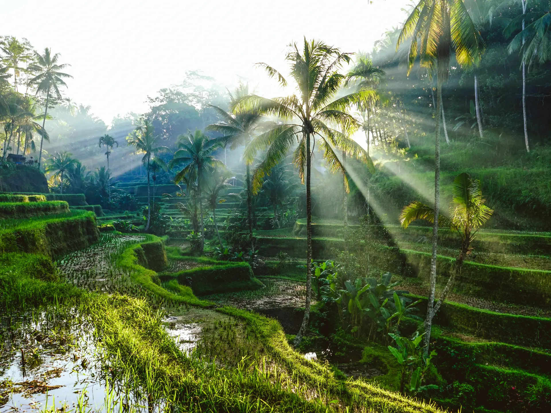 shutterstock_746605723 Bali Rice Terraces.jpg