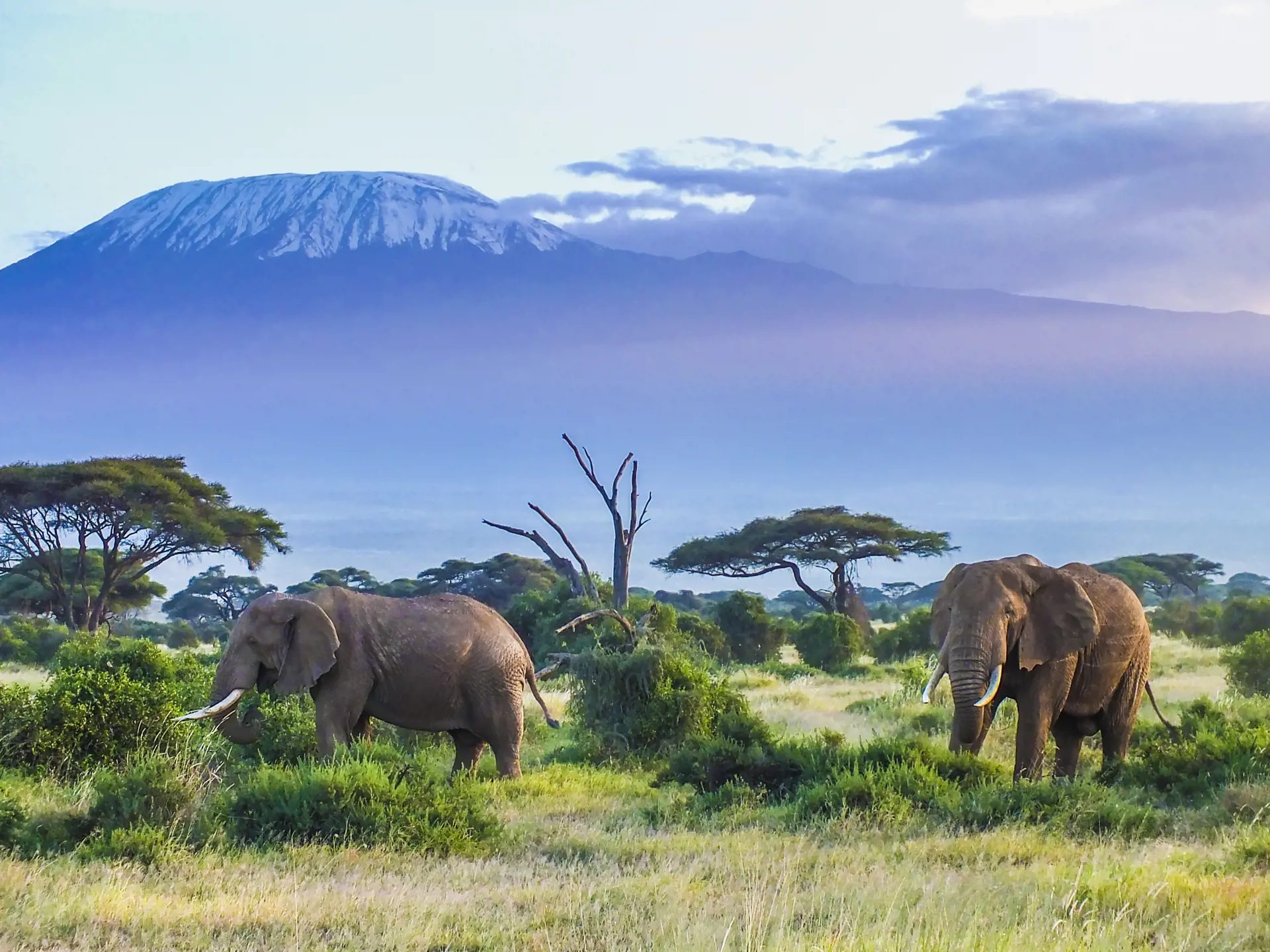 shutterstock_601859093 Elephants and Kilimanjaro.jpg