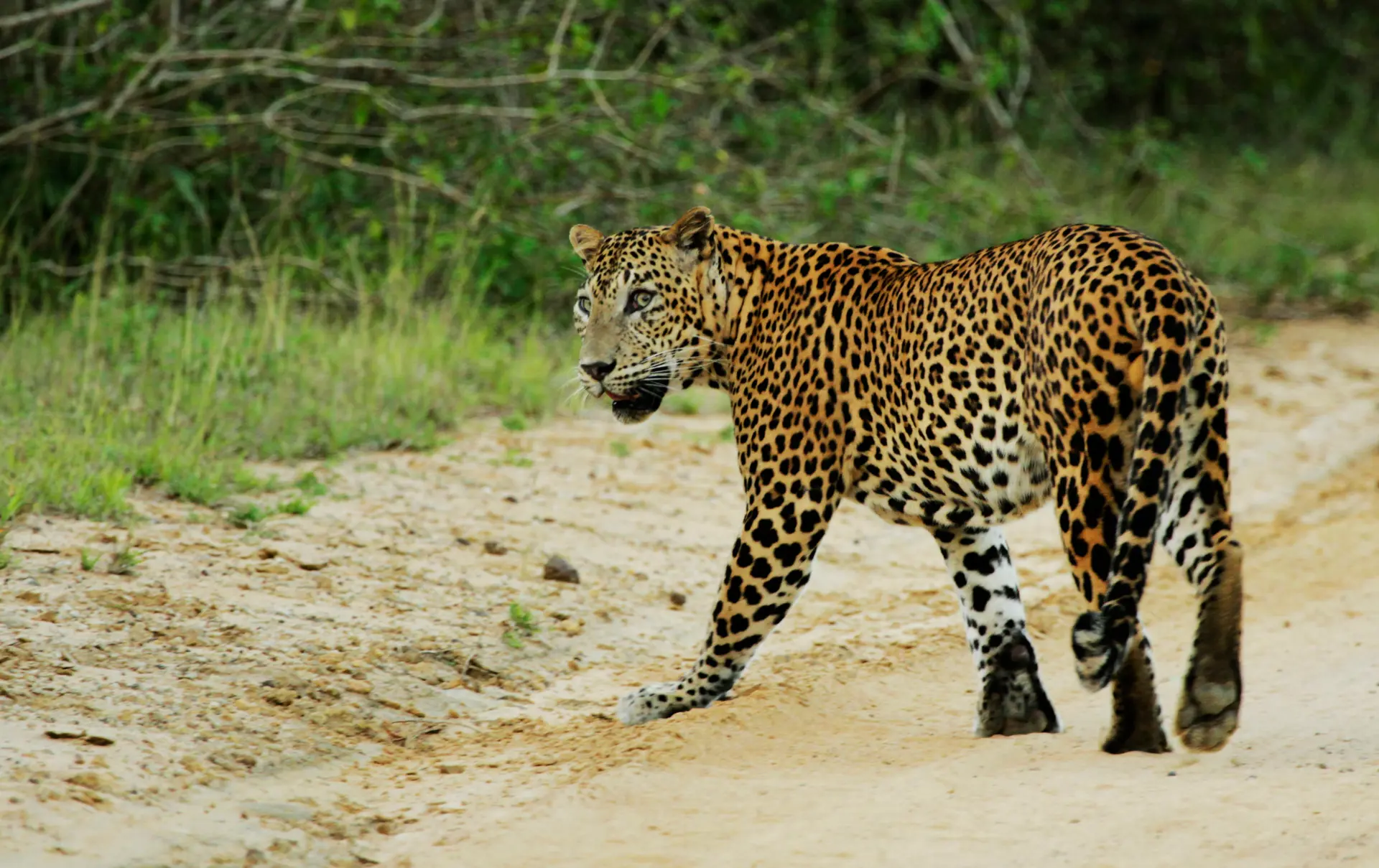 LEOPARDER - I Wilpattu kan I blandt andet være heldige at se den sky leopard.