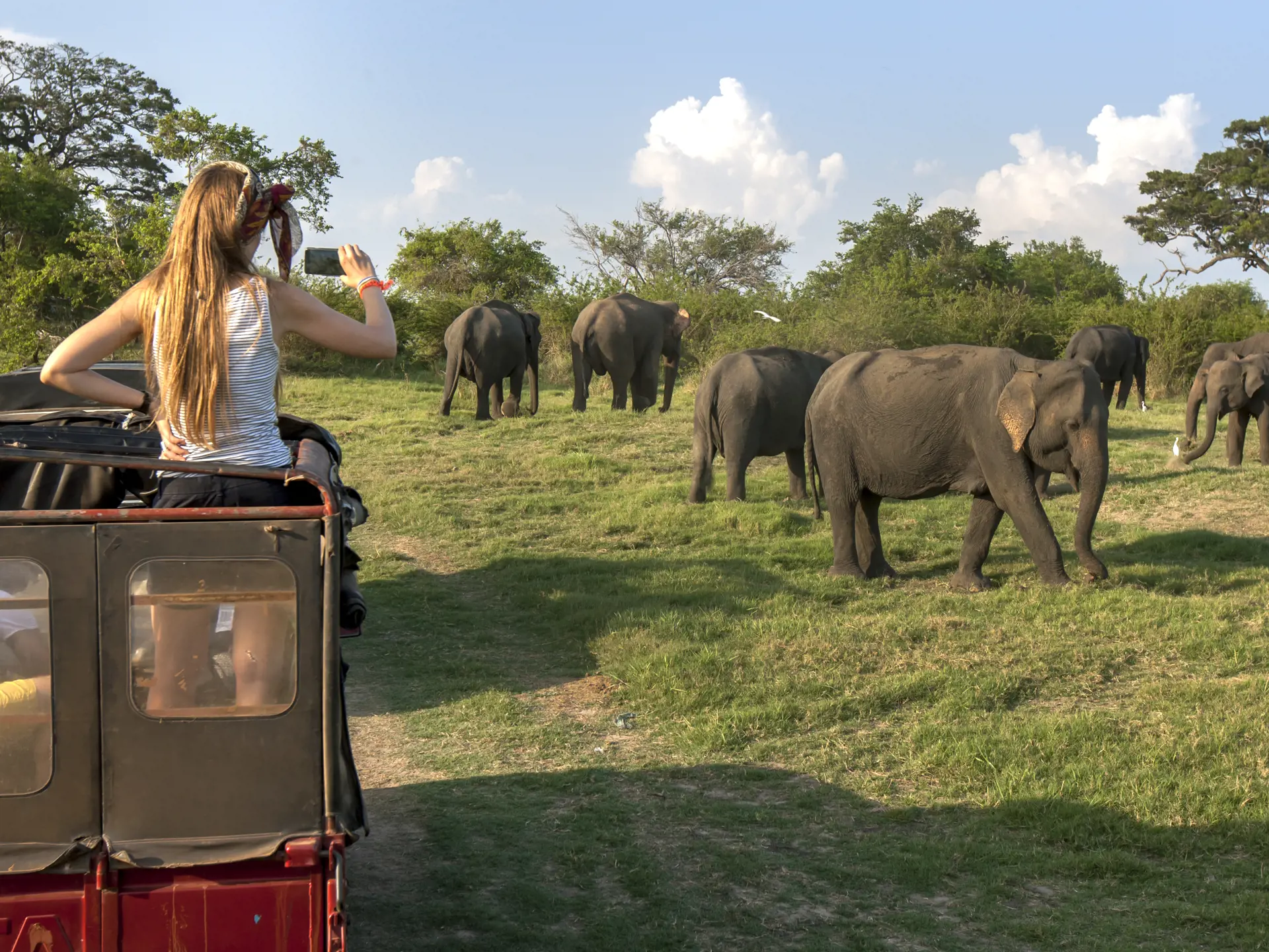 ELEFANTFLOKKE - På rejsen får I masser af dyreoplevelser. I kan for eksempel se store elefantflokke i Minneriya.