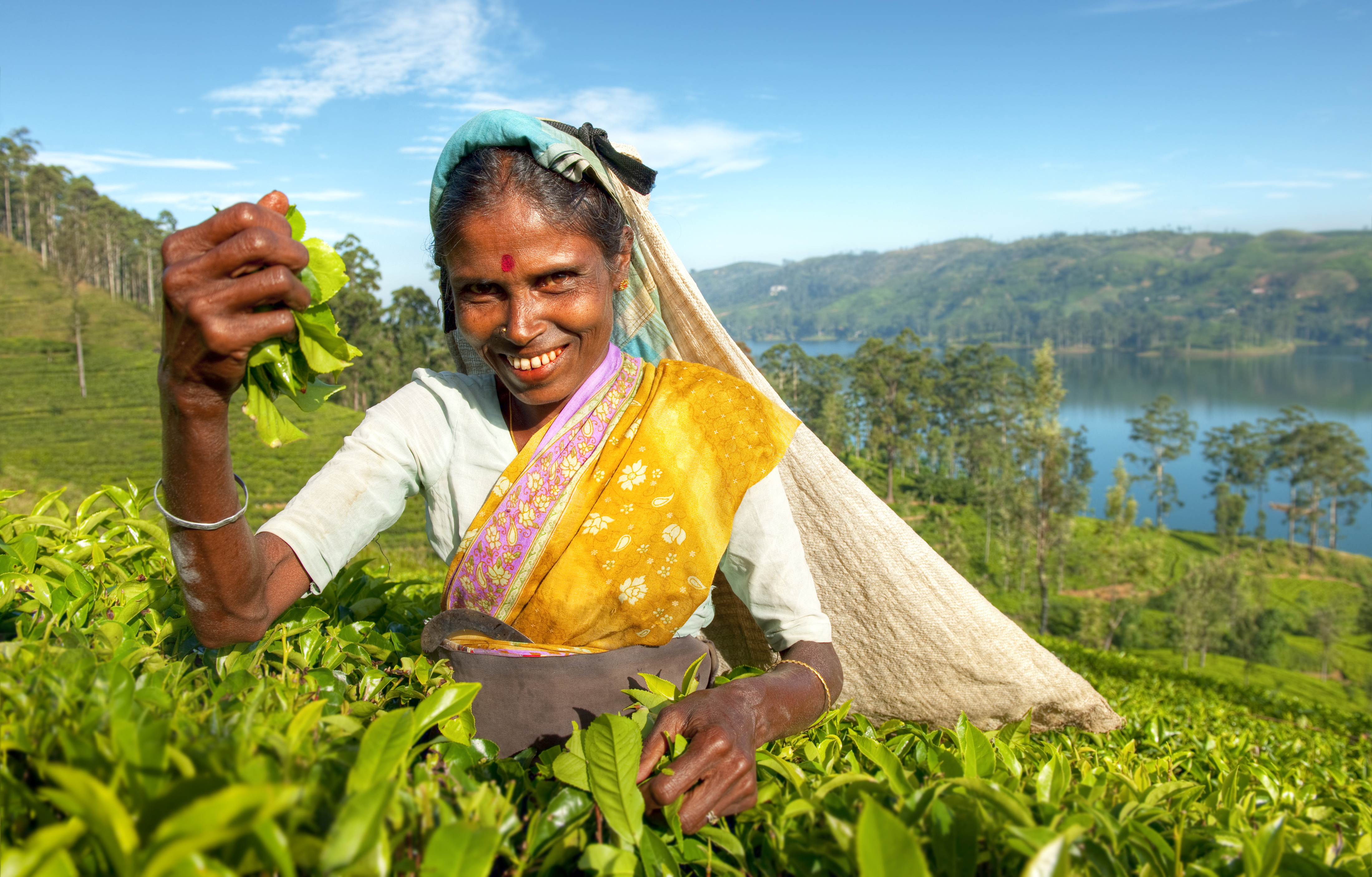 Sri Lankan tea picker..jpg