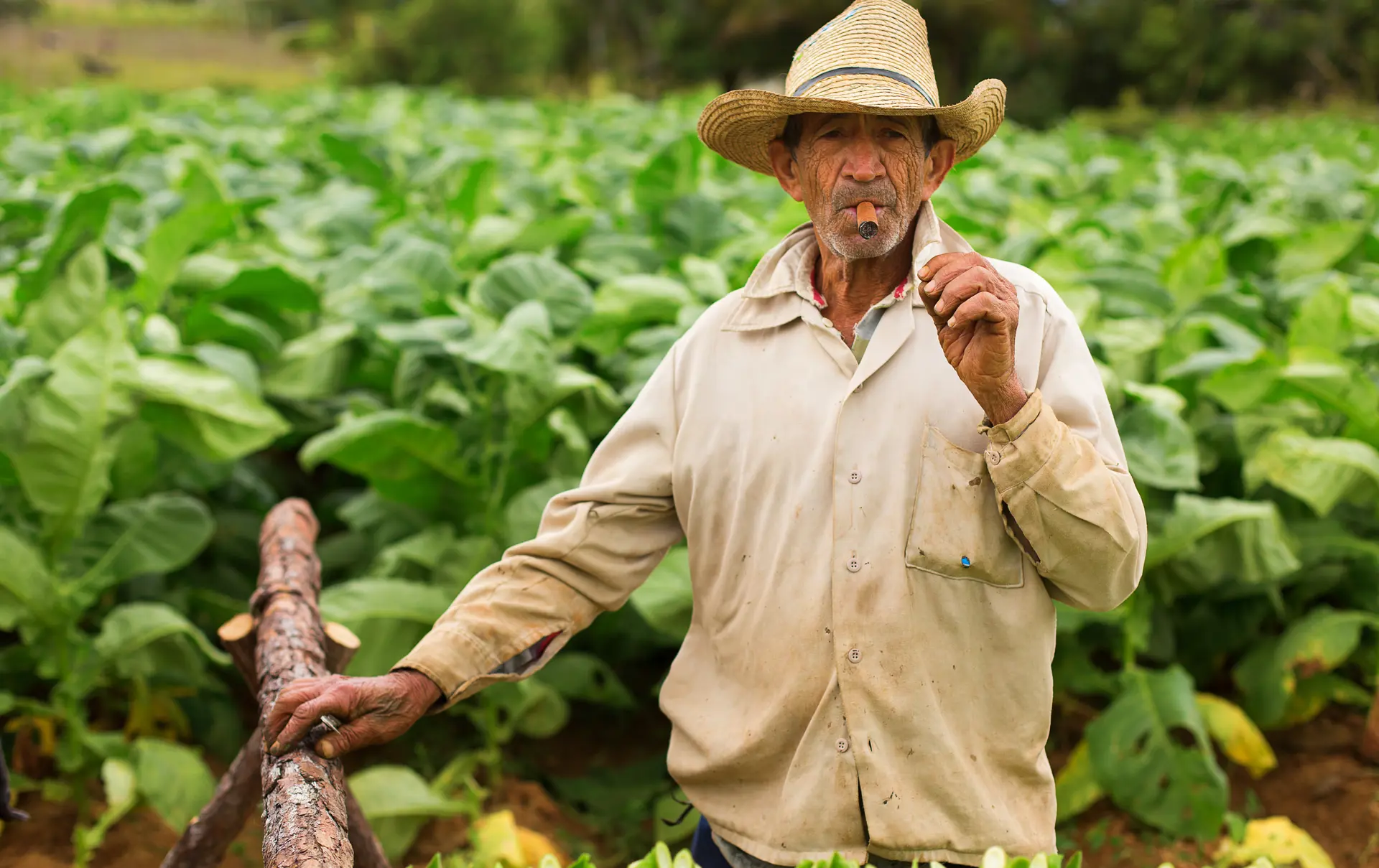 Bonde i tobaksmark i Viñales