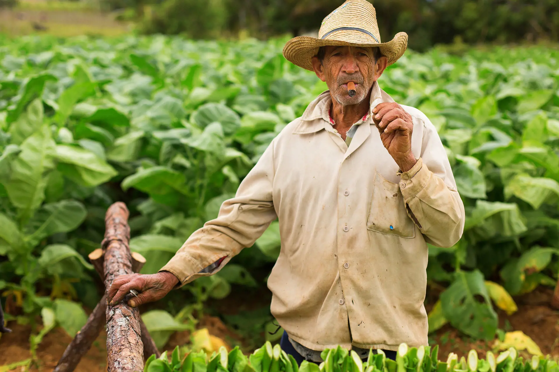 Bonde i tobaksmark i Viñales