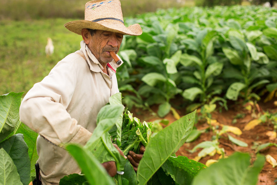 VINALES - mød de hårdarbejdende cubanske tobaksbønder på markerne omkring Vinales, Check Point Travel