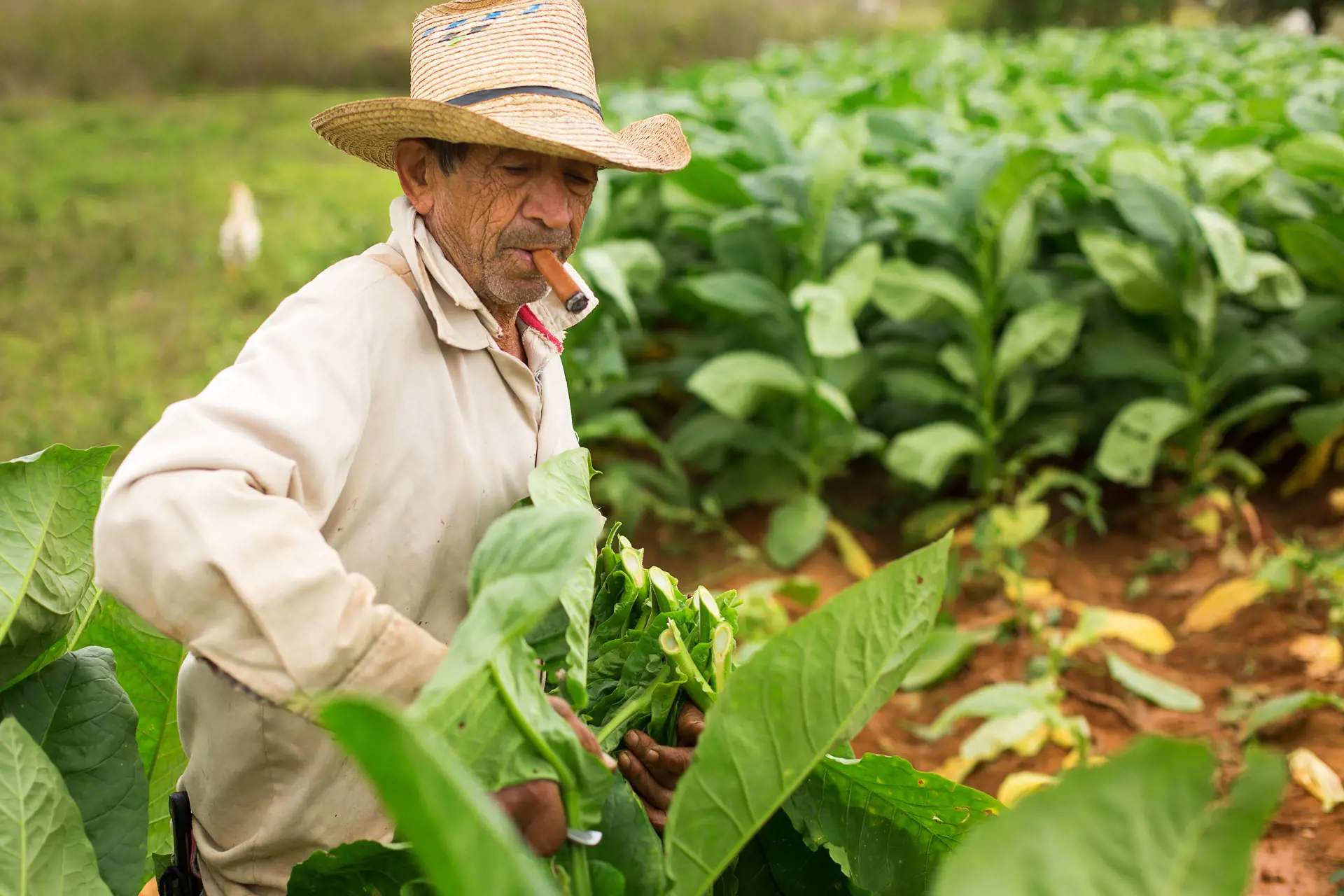 VINALES - mød de hårdarbejdende cubanske tobaksbønder på markerne omkring Vinales, Check Point Travel