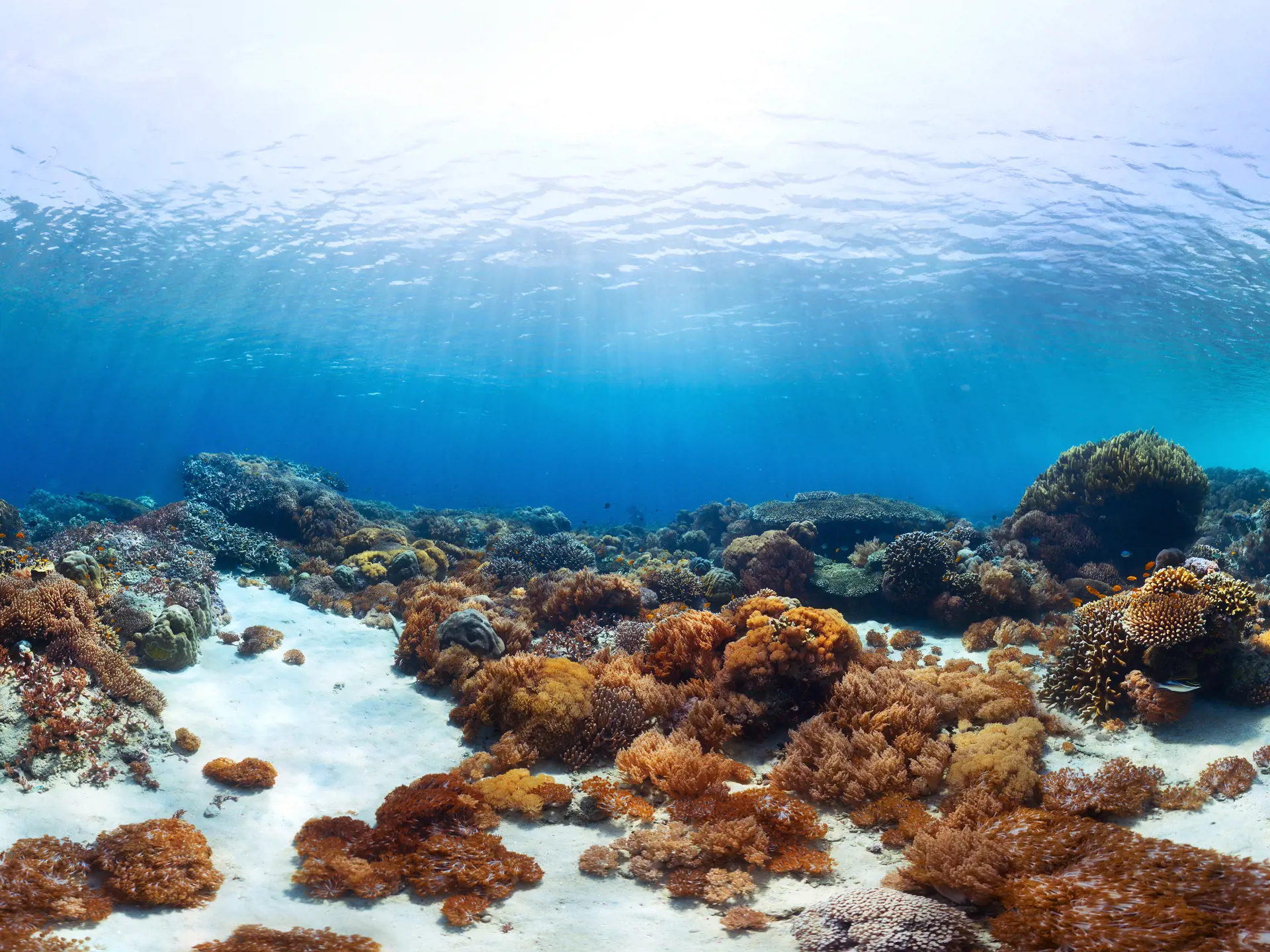 Underwater panorama of the young lady snorkeling over vivid coral reef in tropical sea. Bali Barat National Park, Indonesia.jpg