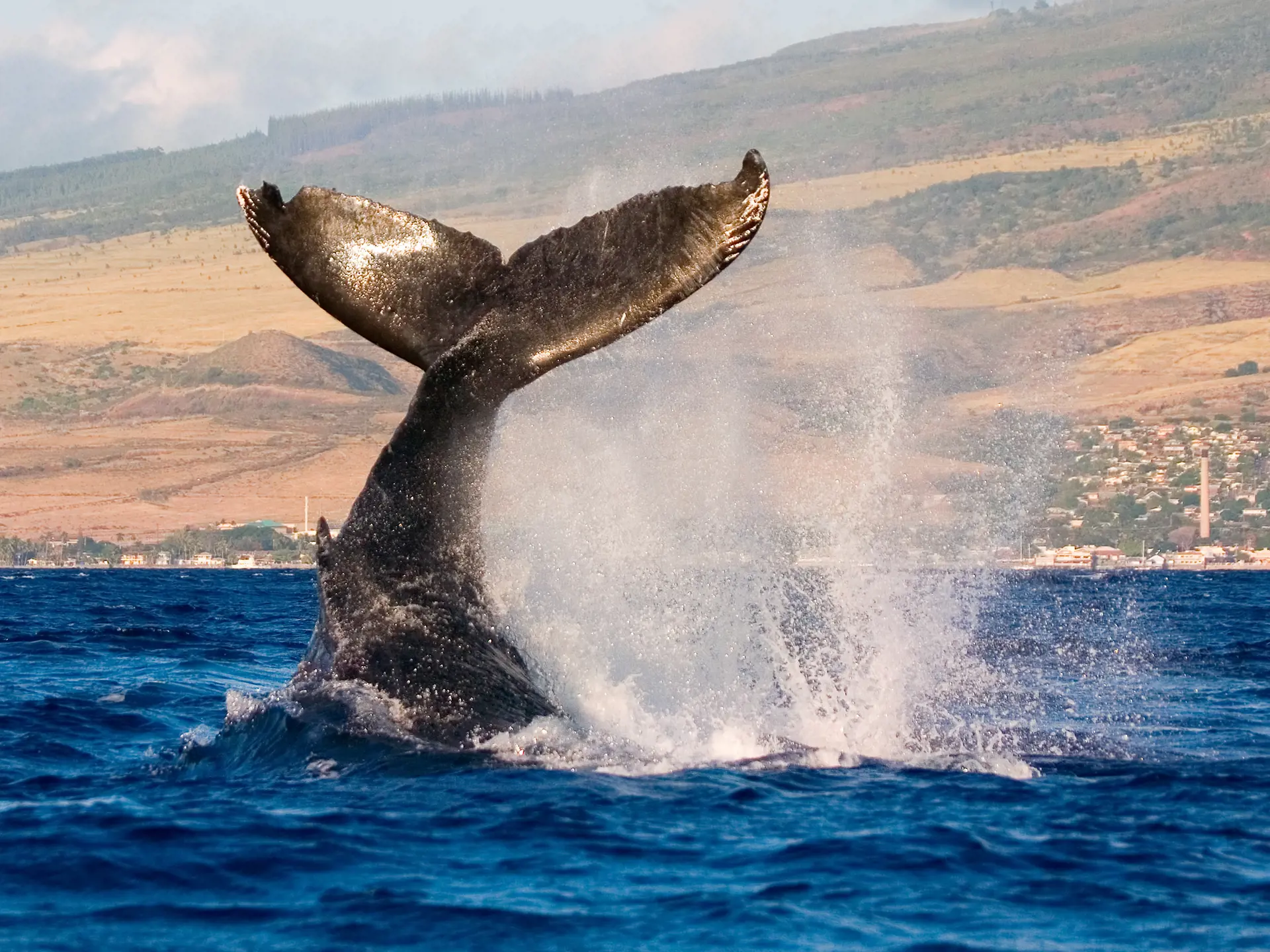 humpback whale tail slapping the tropical waters of hawaii_35381083.jpg