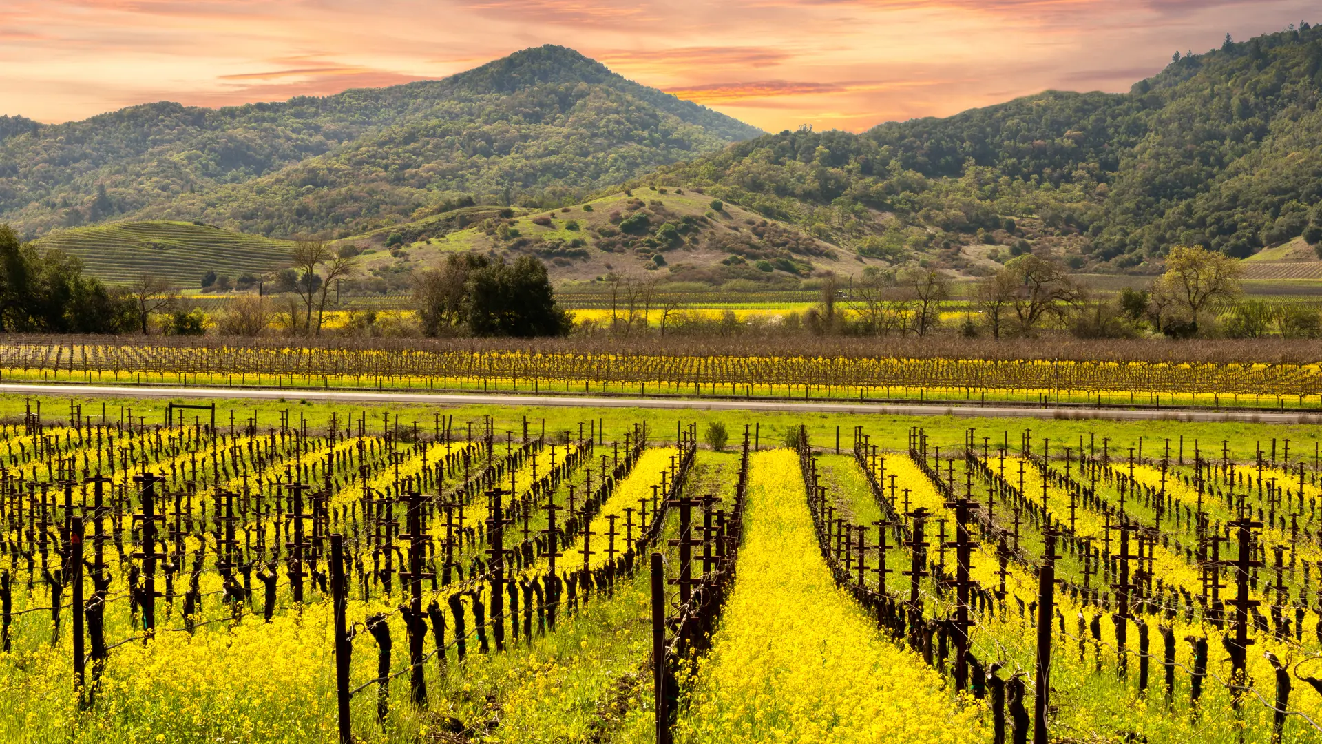 Vinmarker i Sonoma - shutterstock_413008909.jpg