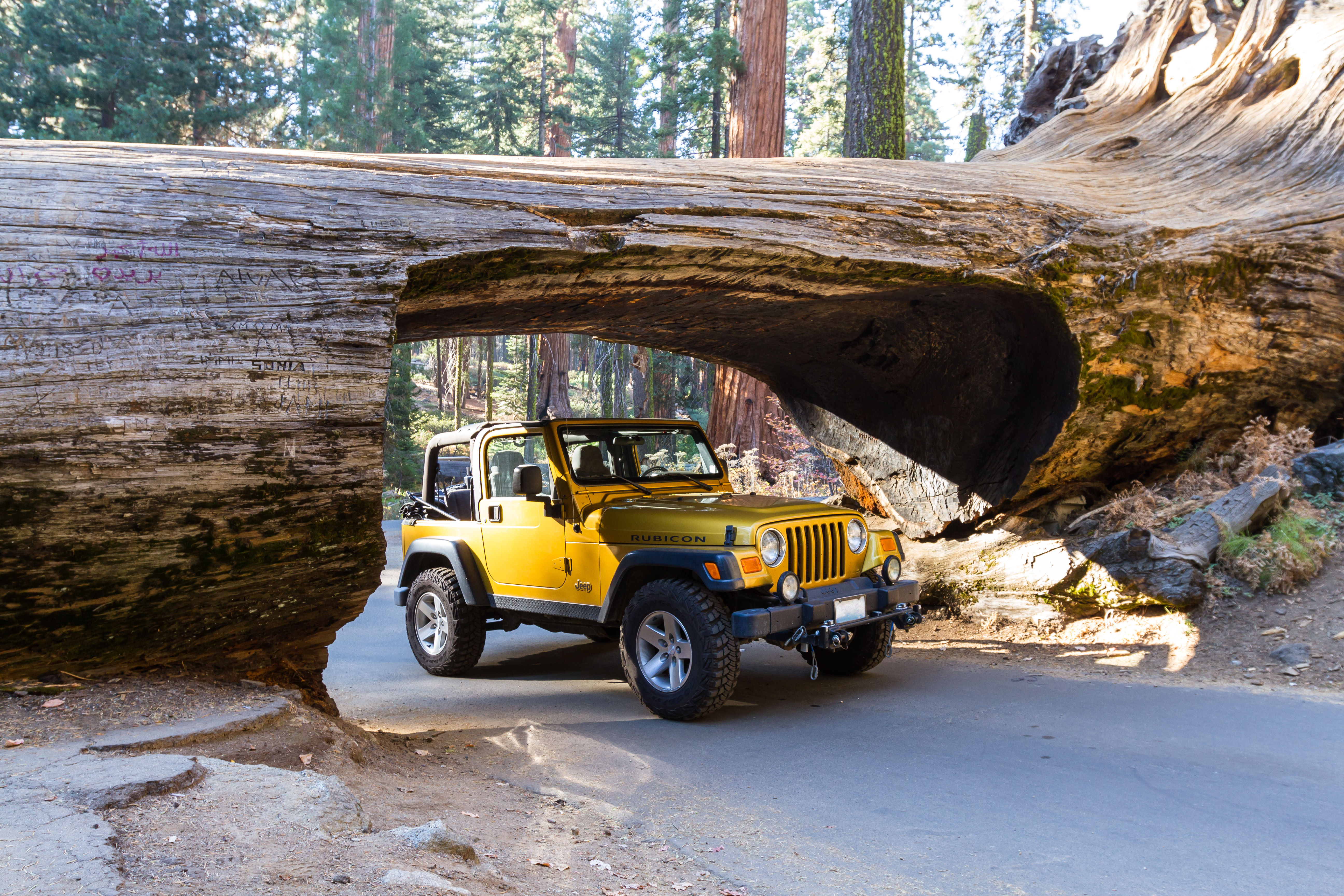 Bil gennem Tunnel Log i Sequoia NP - shutterstock_544562563.jpg