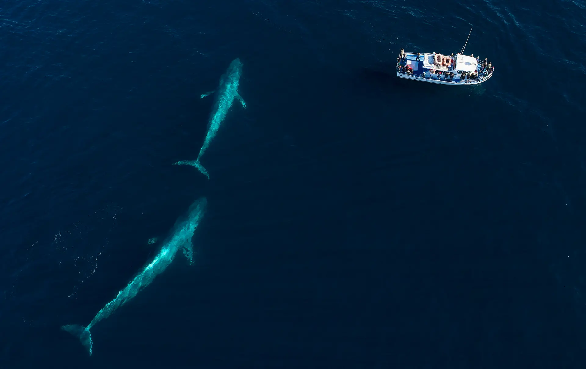 Blåhvaler på hvalsafari i farvandet ud for Monterey - shutterstock_764499835.jpg