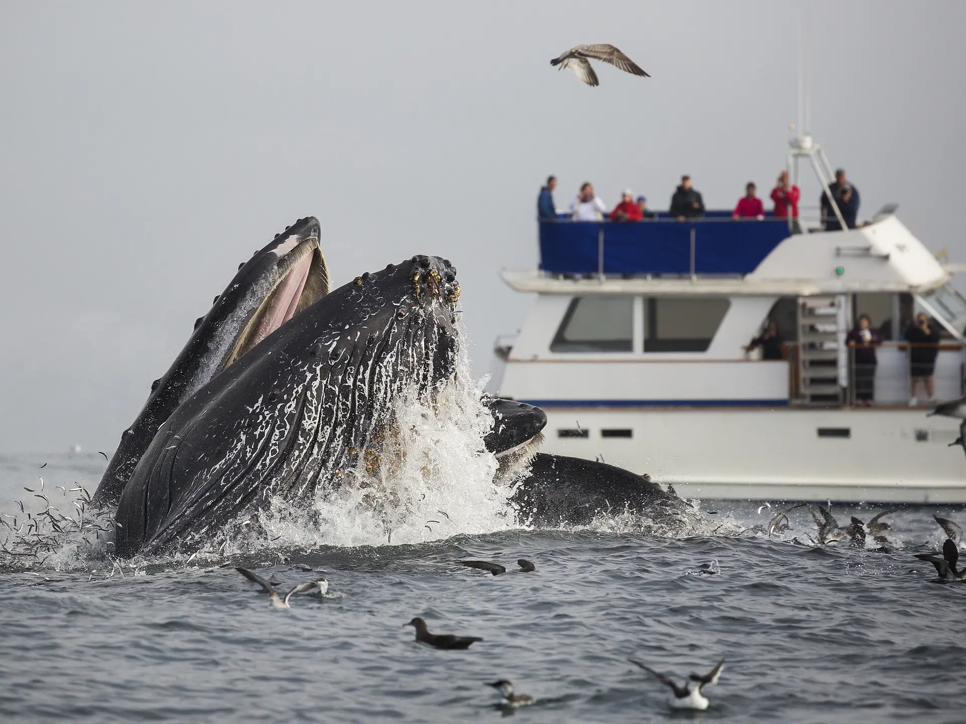 Hvalsafari i farvandet ud for Monterey - Pukkelhval - shutterstock_469182689.jpg