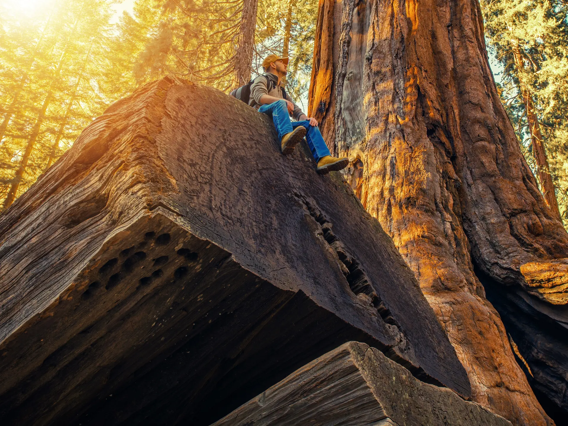 Mand på kæmpetræstamme fra Sequoia i Sequoia NP - shutterstock_763298662.jpg