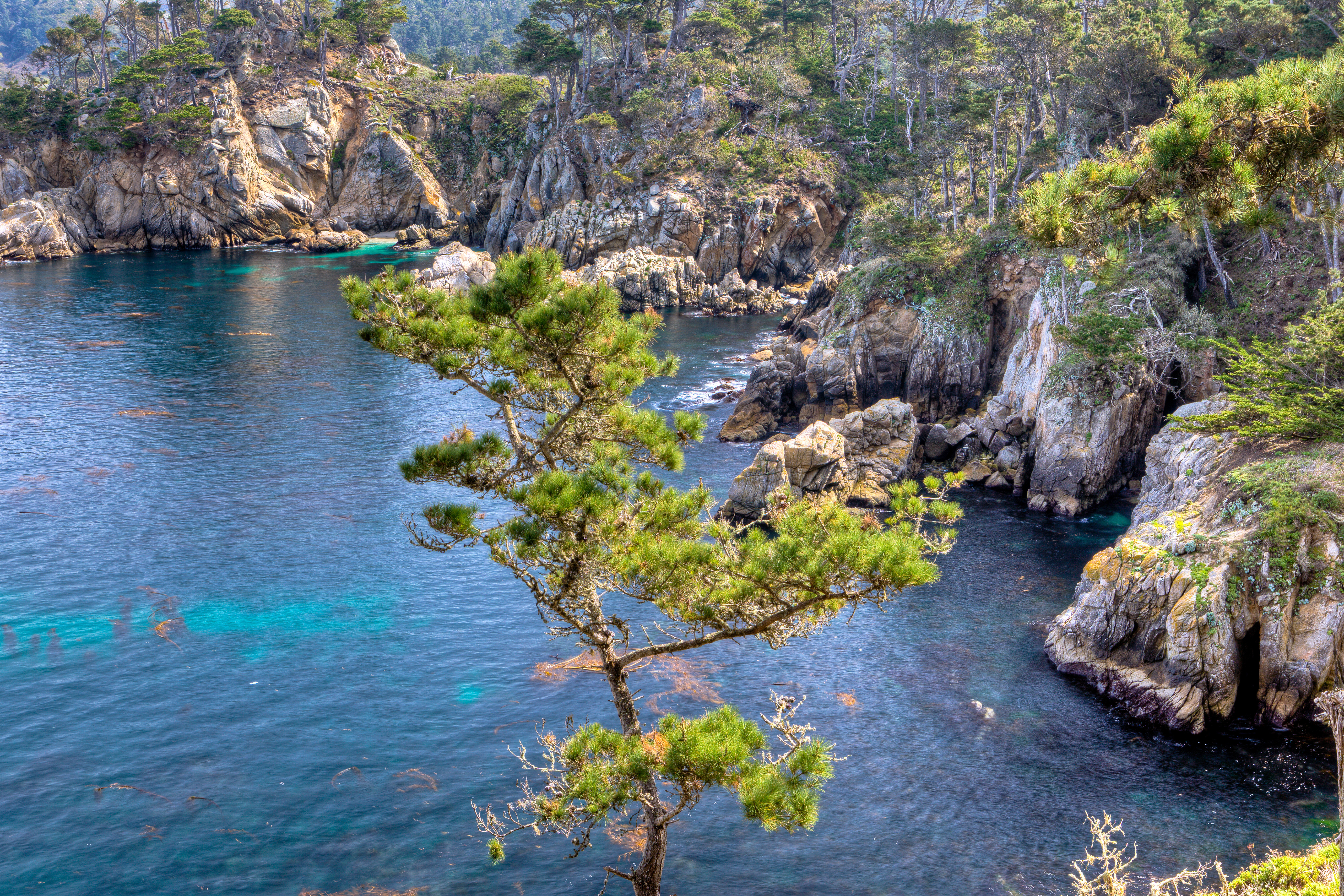 Point Lobos State Natural Reserve i Californien - shutterstock_132426236.jpg