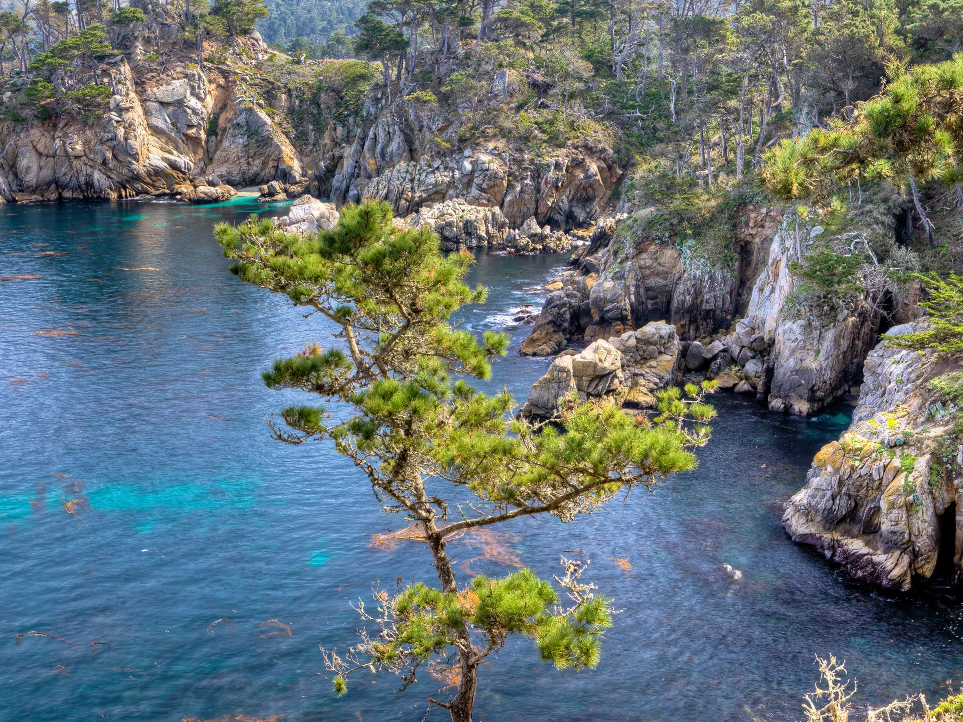 Point Lobos State Natural Reserve i Californien - shutterstock_132426236.jpg