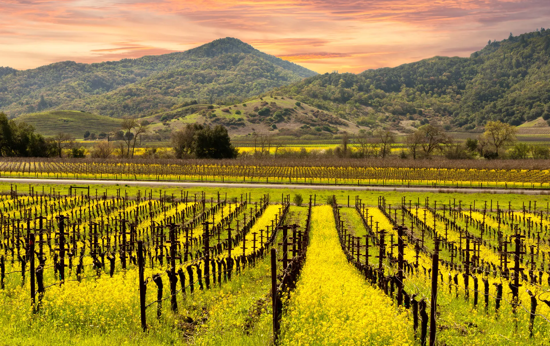 Vinmarker i Sonoma - shutterstock_413008909.jpg
