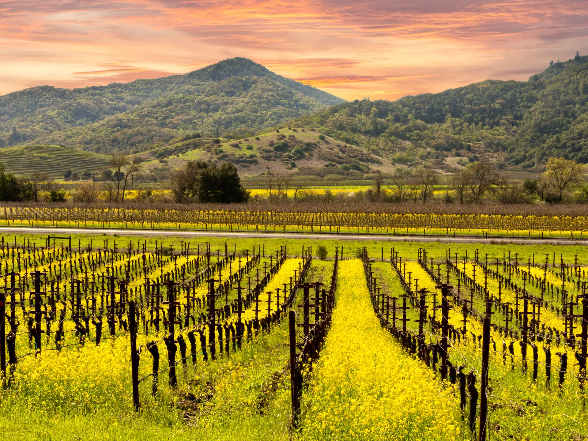 Vinmarker i Sonoma - shutterstock_413008909.jpg