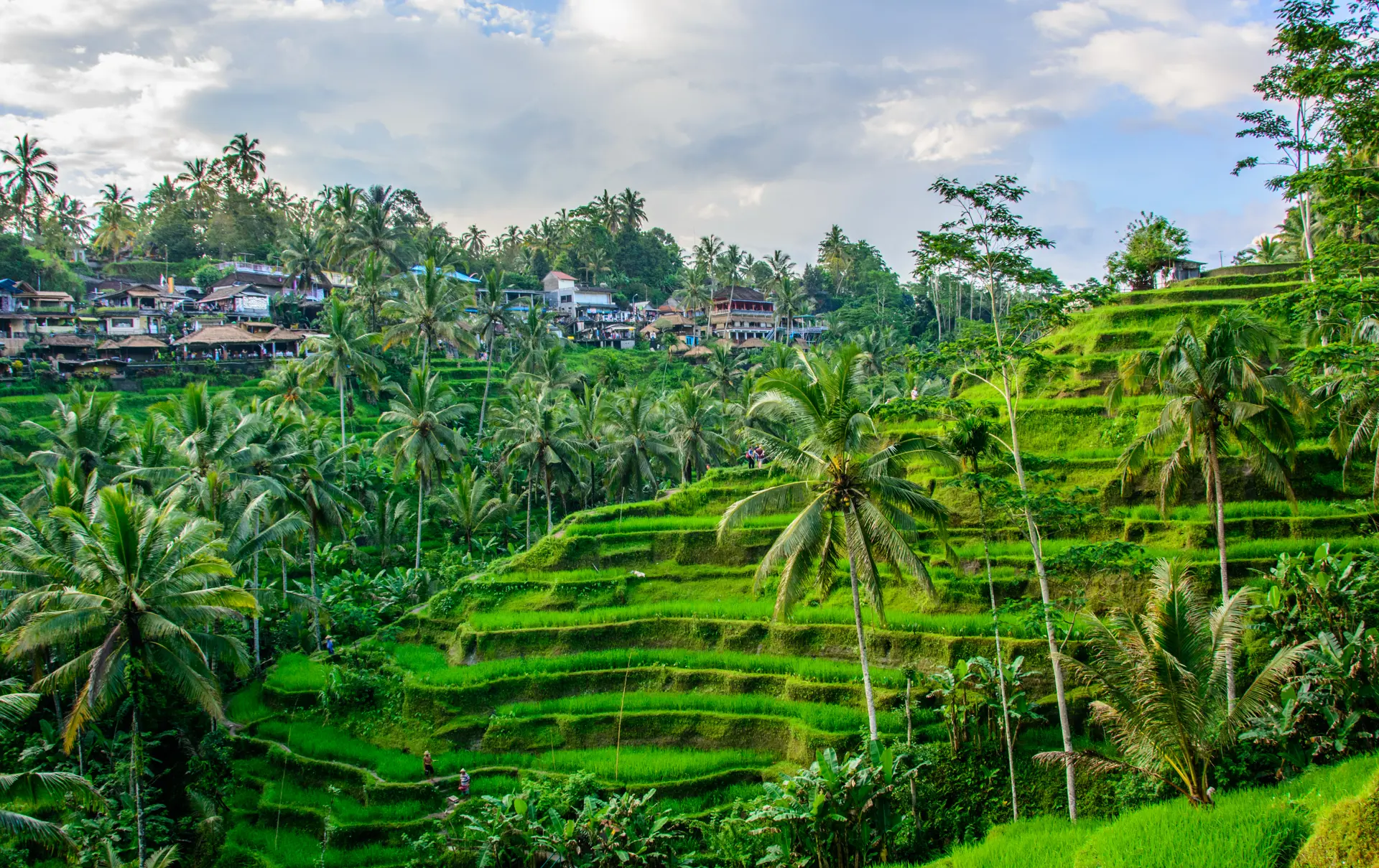 Risterrasser udenfor Ubud.jpg