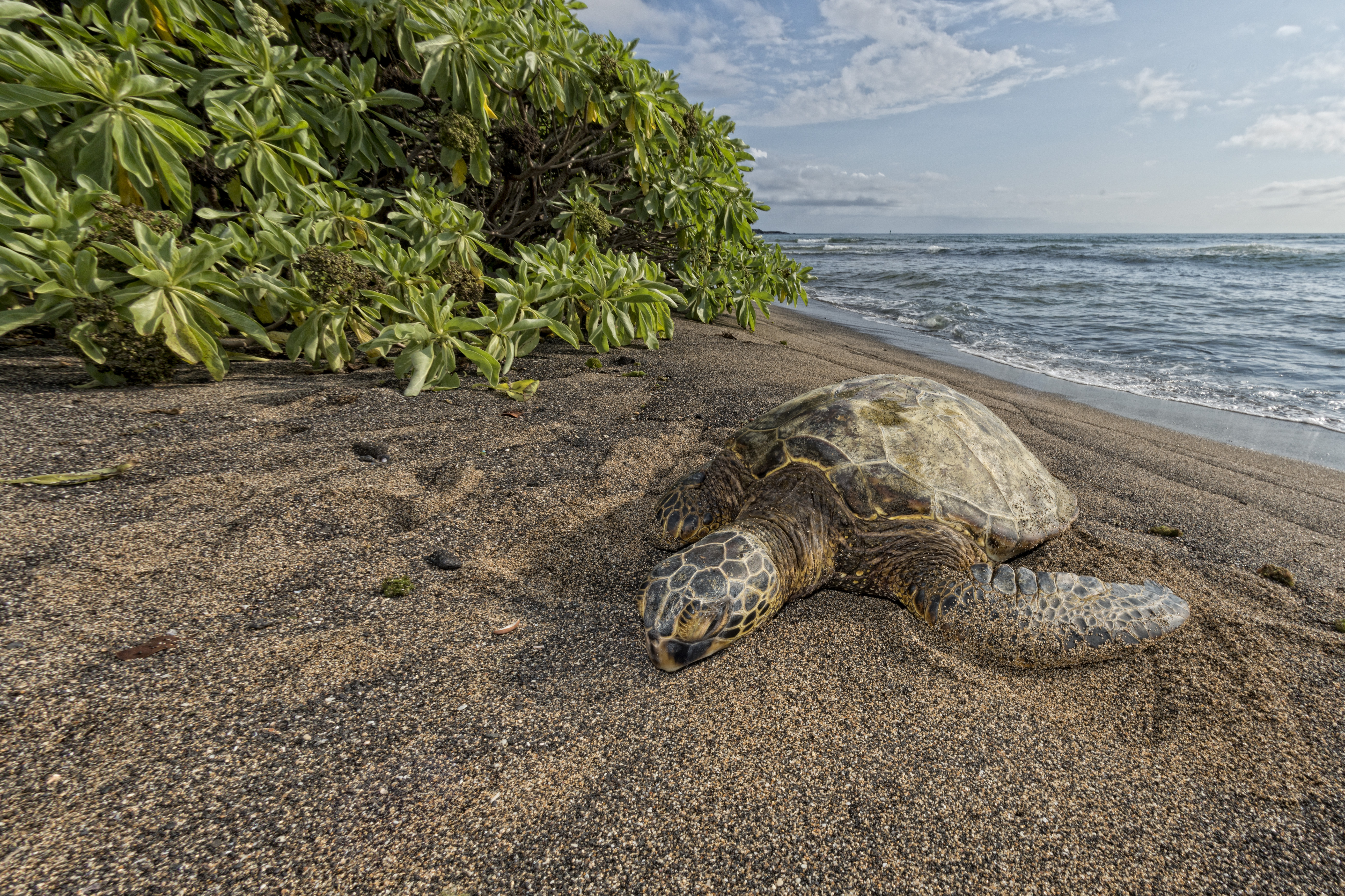 Kaloko-Honokohau Beach _212559802.jpg