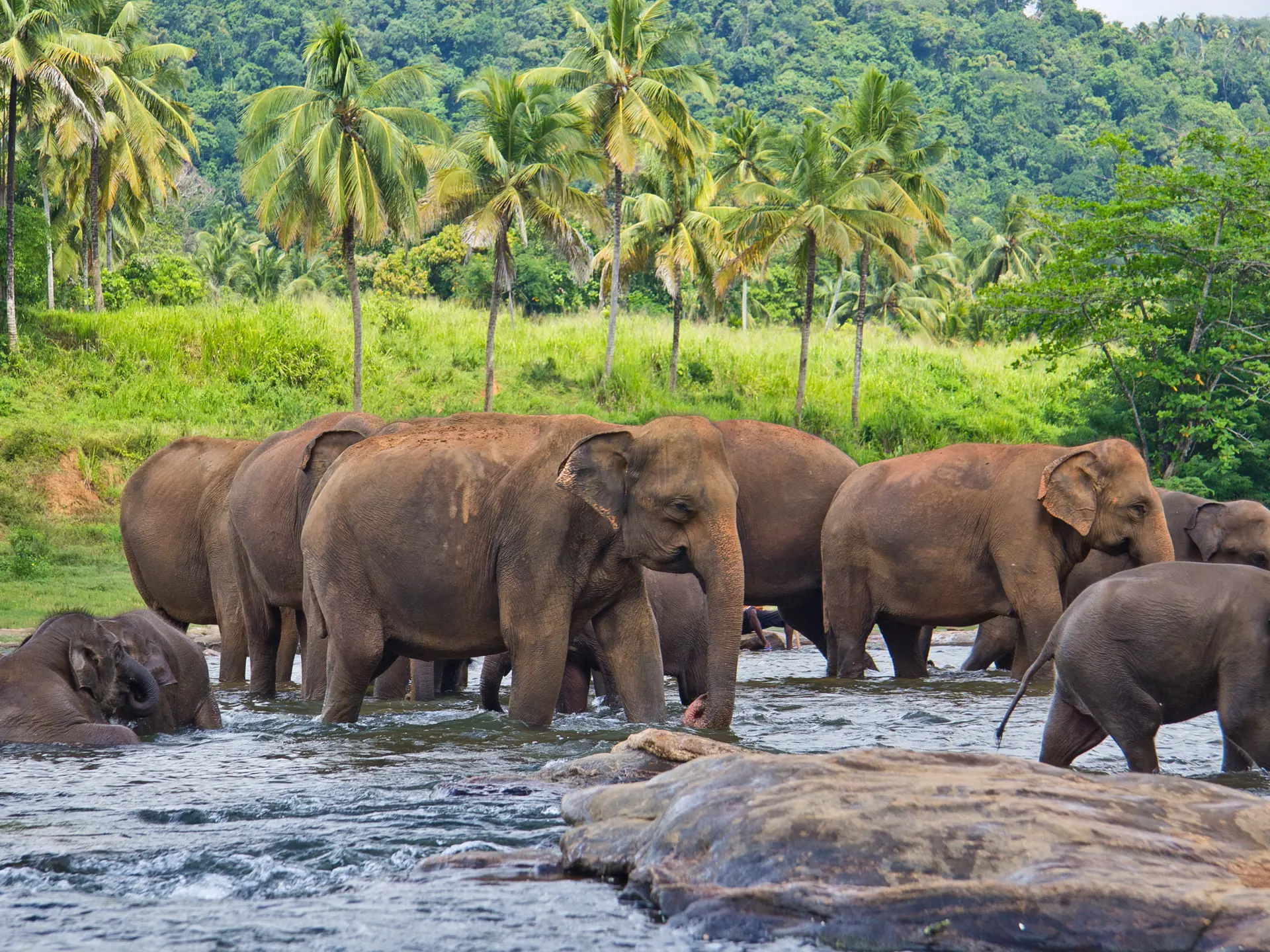 Elefanter på Sri Lanka.jpg